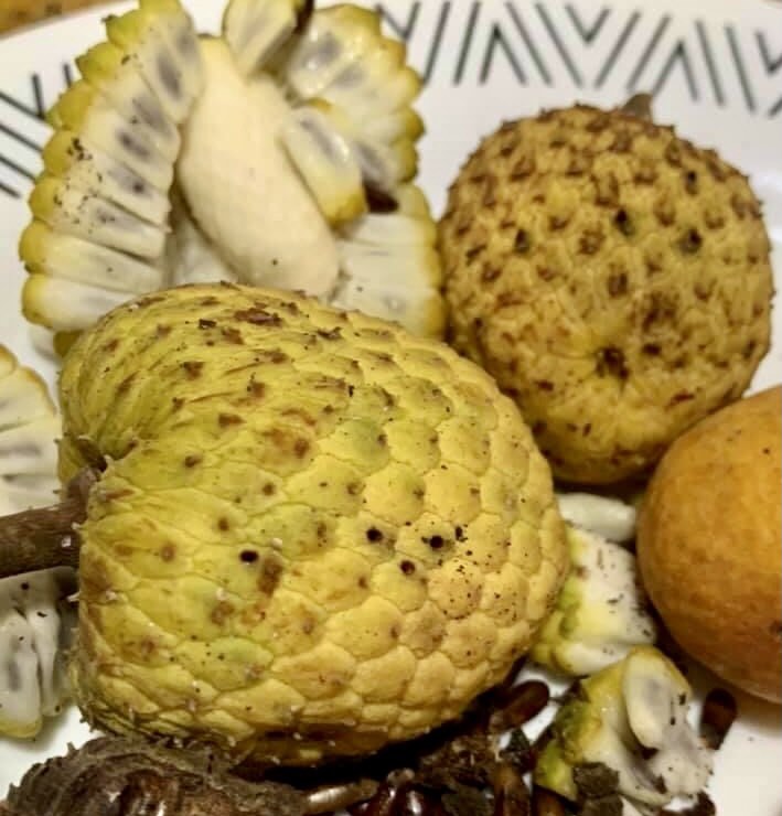 Araticunzinho (Annona tomentosa) - 1 fresh potted seedling / 1 frisch getopfter Sämling Araticunzinho (Annona tomentosa) - 1 fresh potted seedling / 1 frisch getopfter Sämling