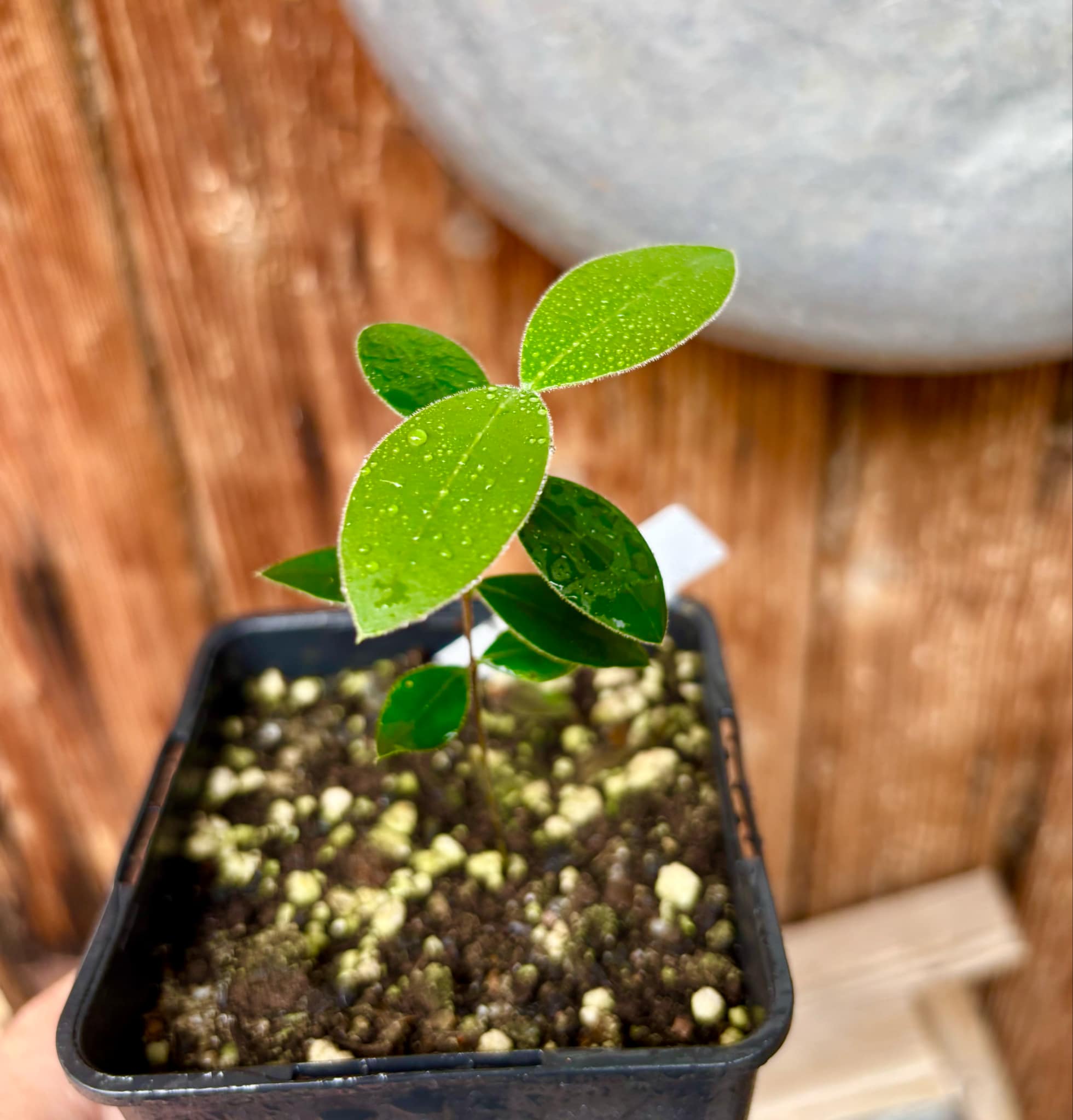 Myrcianthes pungens - Guabiju - 1 potted plant / 1 getopfte Pflanze Myrcianthes pungens - Guabiju - 1 potted plant / 1 getopfte Pflanze