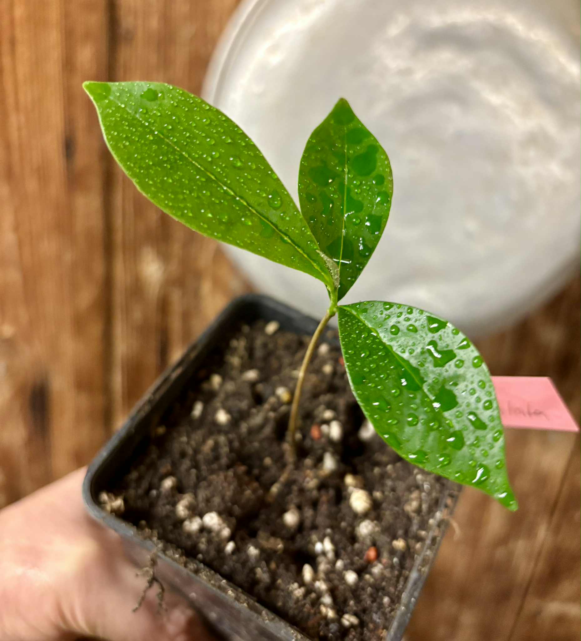 Duguetia aff. lanceolata - Pindauva Roxa -   1 potted plant / 1 getopfte Pflanze