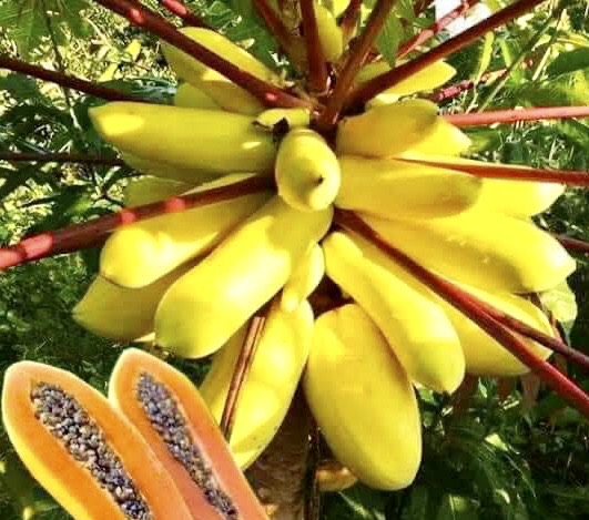 Yellow Krabi Papaya (Carica papaya) - 1 fresh potted seedling / 1 frisch getopfter Sämling