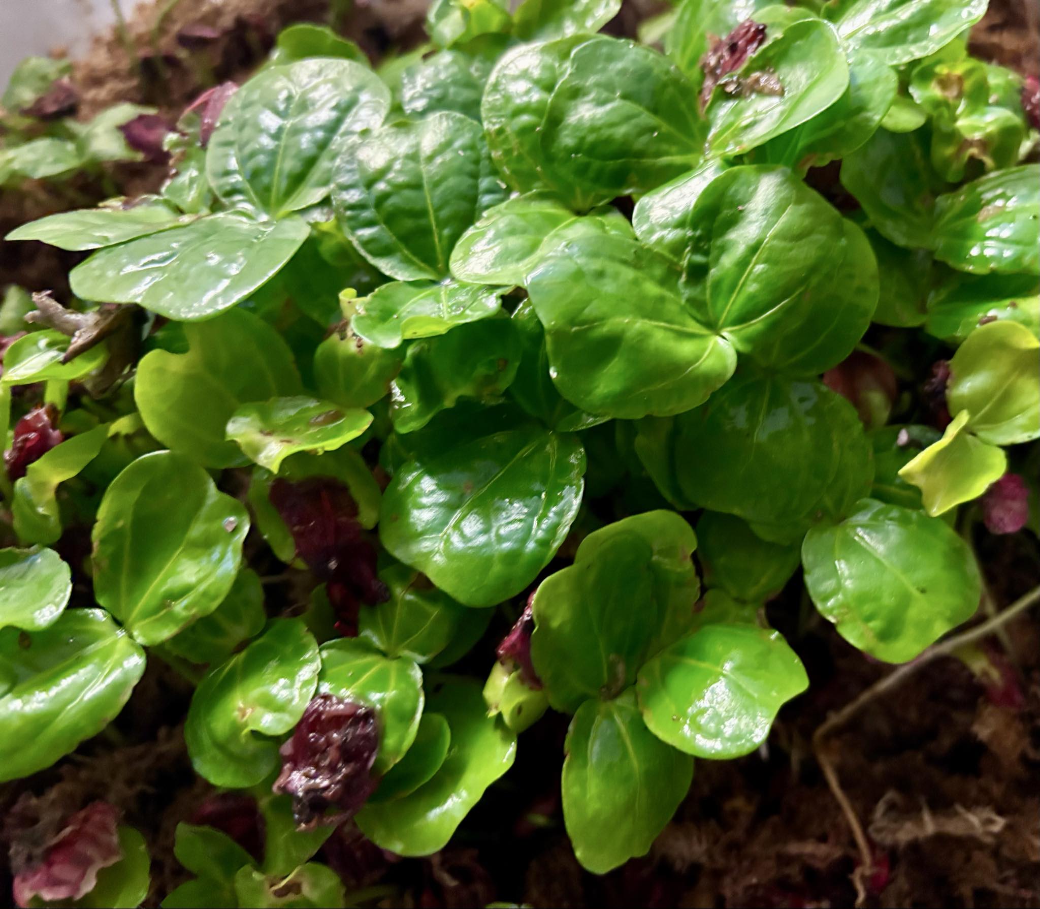 Baccaurea motleyana var. WHITE - Egg of Yala -  1 germinated seed / 1 gekeimter Samen Baccaurea motleyana var. WHITE - Egg of Yala -  1 germinated seed / 1 gekeimter Samen