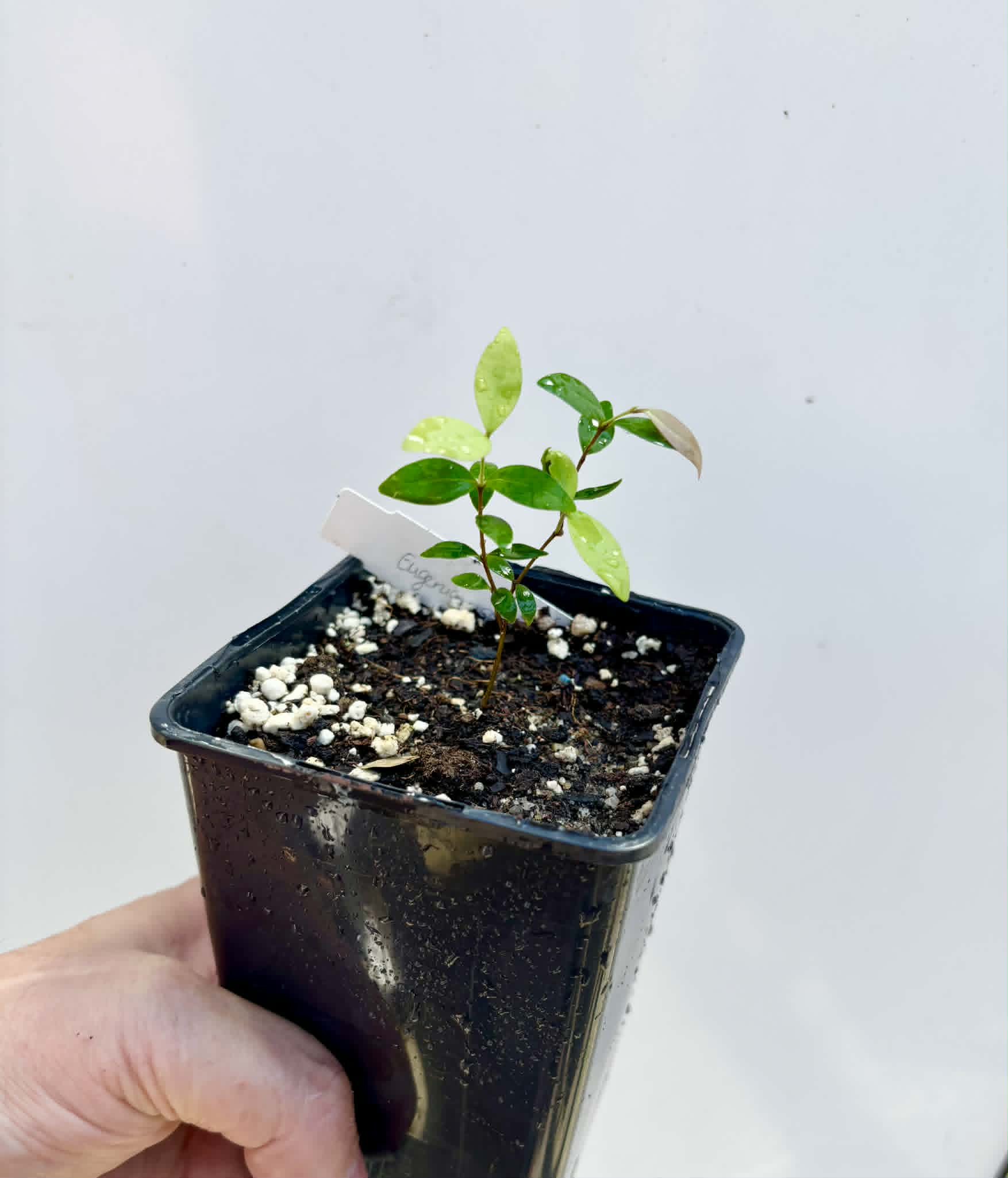 Eugenia sp Uvitas -  1 potted seedling / 1 getopfter Sämling