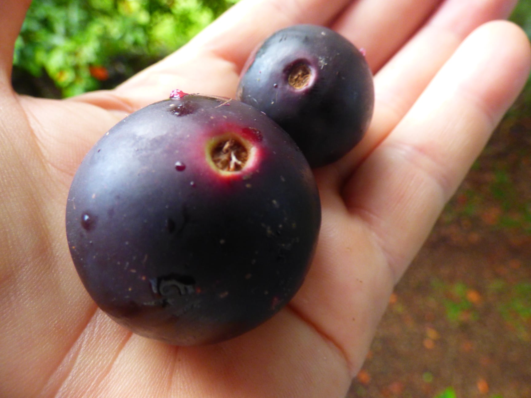 Myrciaria vexator - Rare exotic plant - Seltene exotische Pflanze