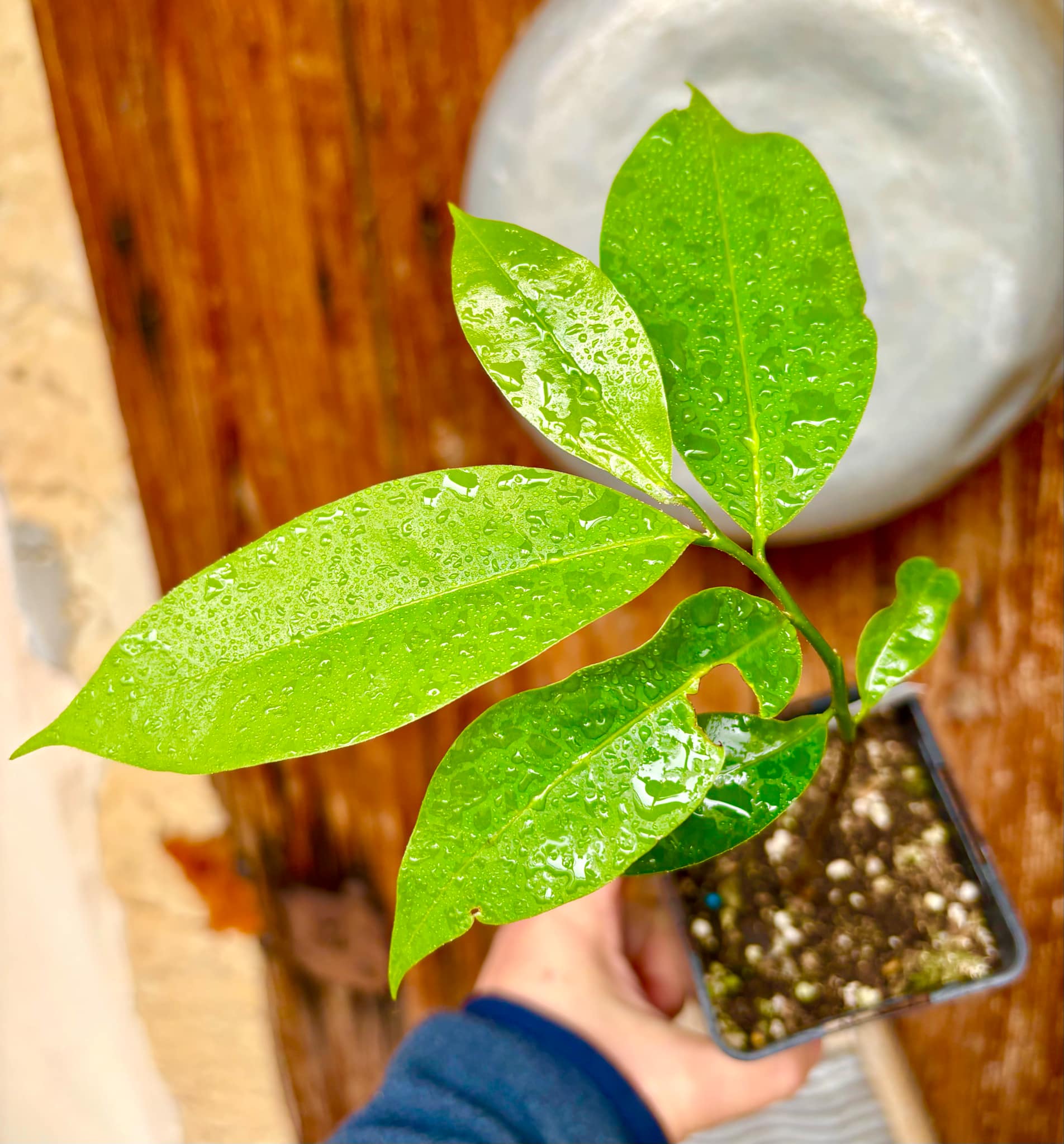 Annona muricata - Soursop / Stachelannone fiberless - 1 potted plant / 1 getopfte Pflanze