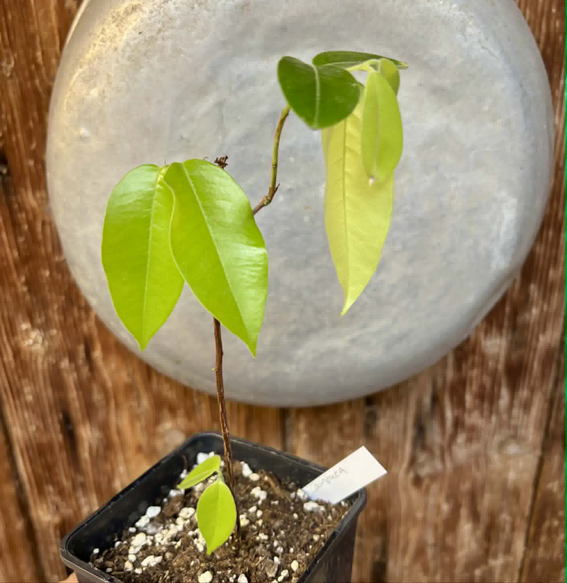 Cambuca (Plinia edulis) - 1 potted seedling / 1 getopfter Sämling