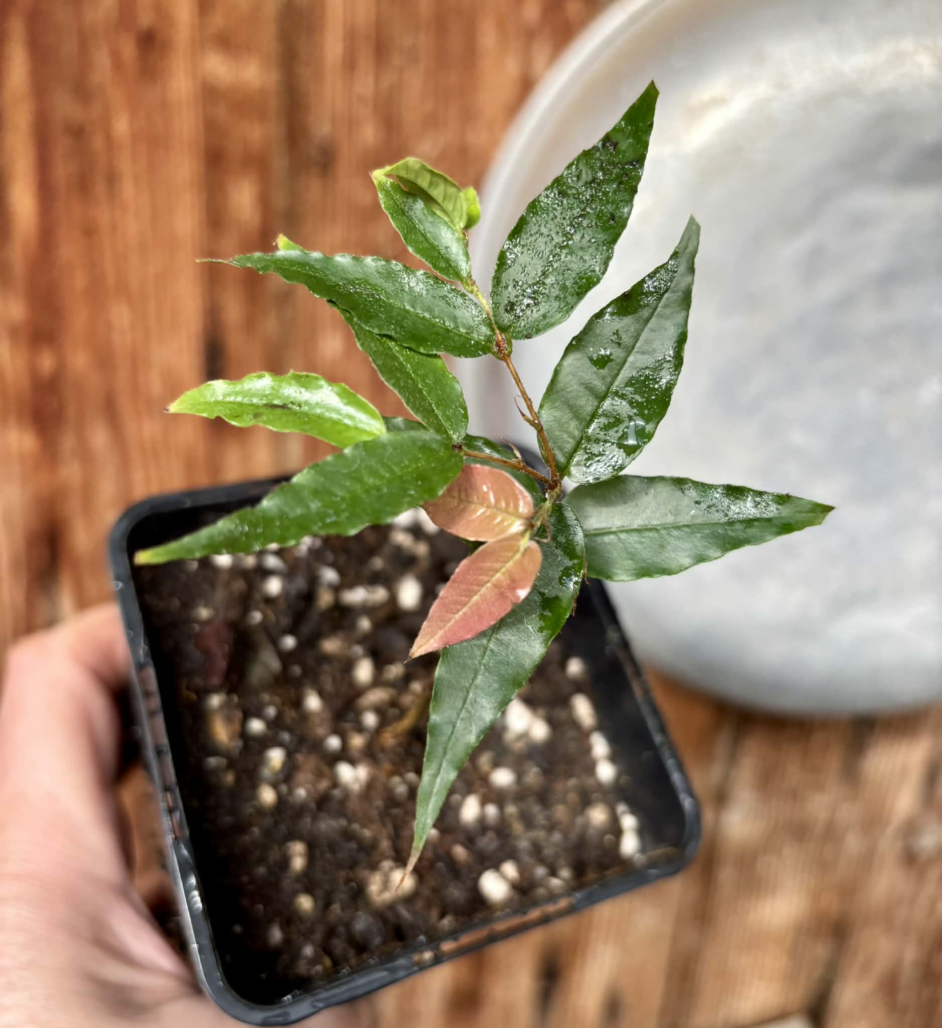 Plinia sp Dandara -  1 small potted seedling / 1 kleiner, getopfter Sämling