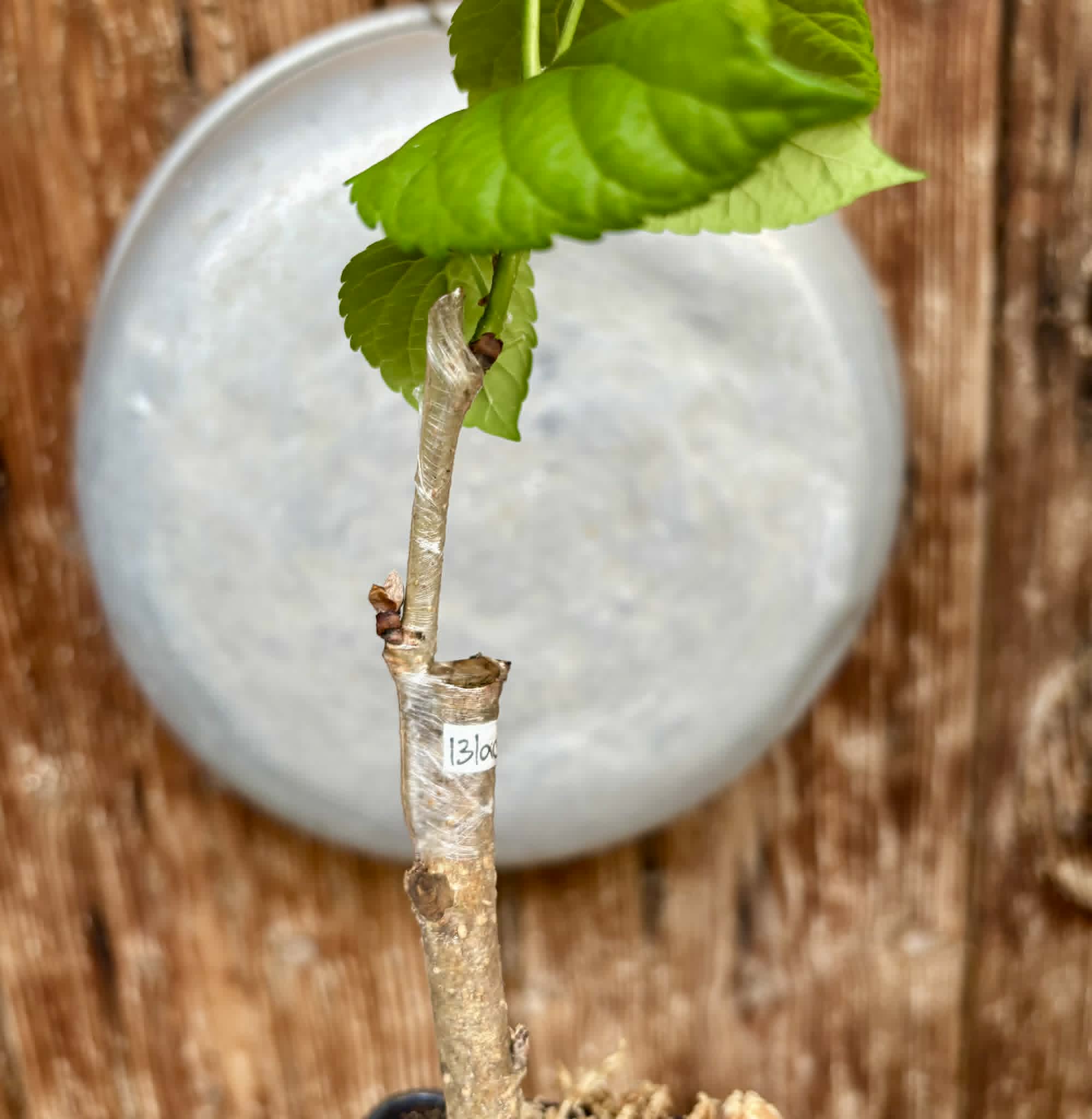 Australian Black (Morus nigra 'Australian Black') - 1 grafted, potted plant / 1 veredelte, getopfte Pflanze
