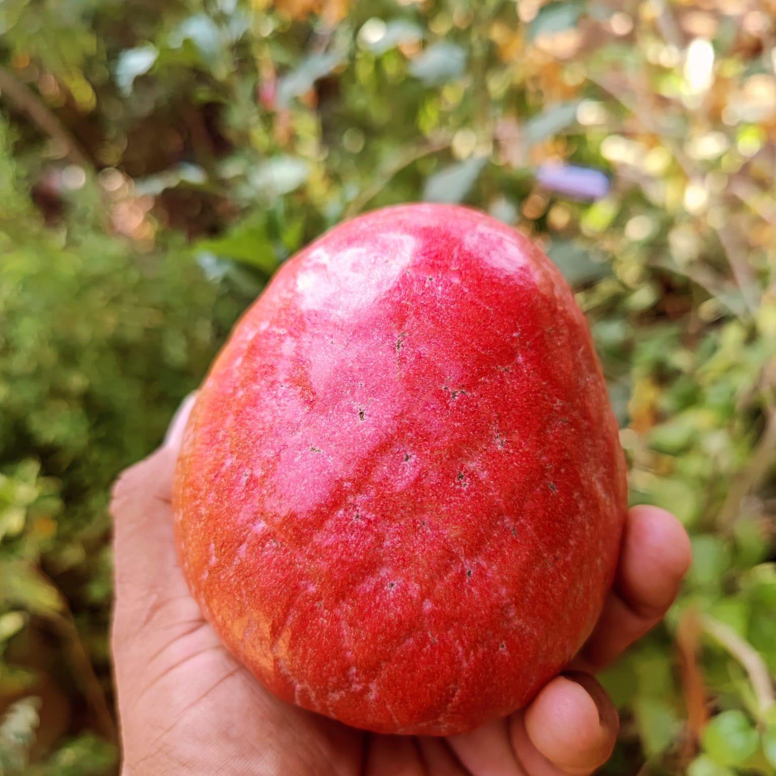 Annona reticulata var Red- 1 fresh seed / 1 frischer Samen