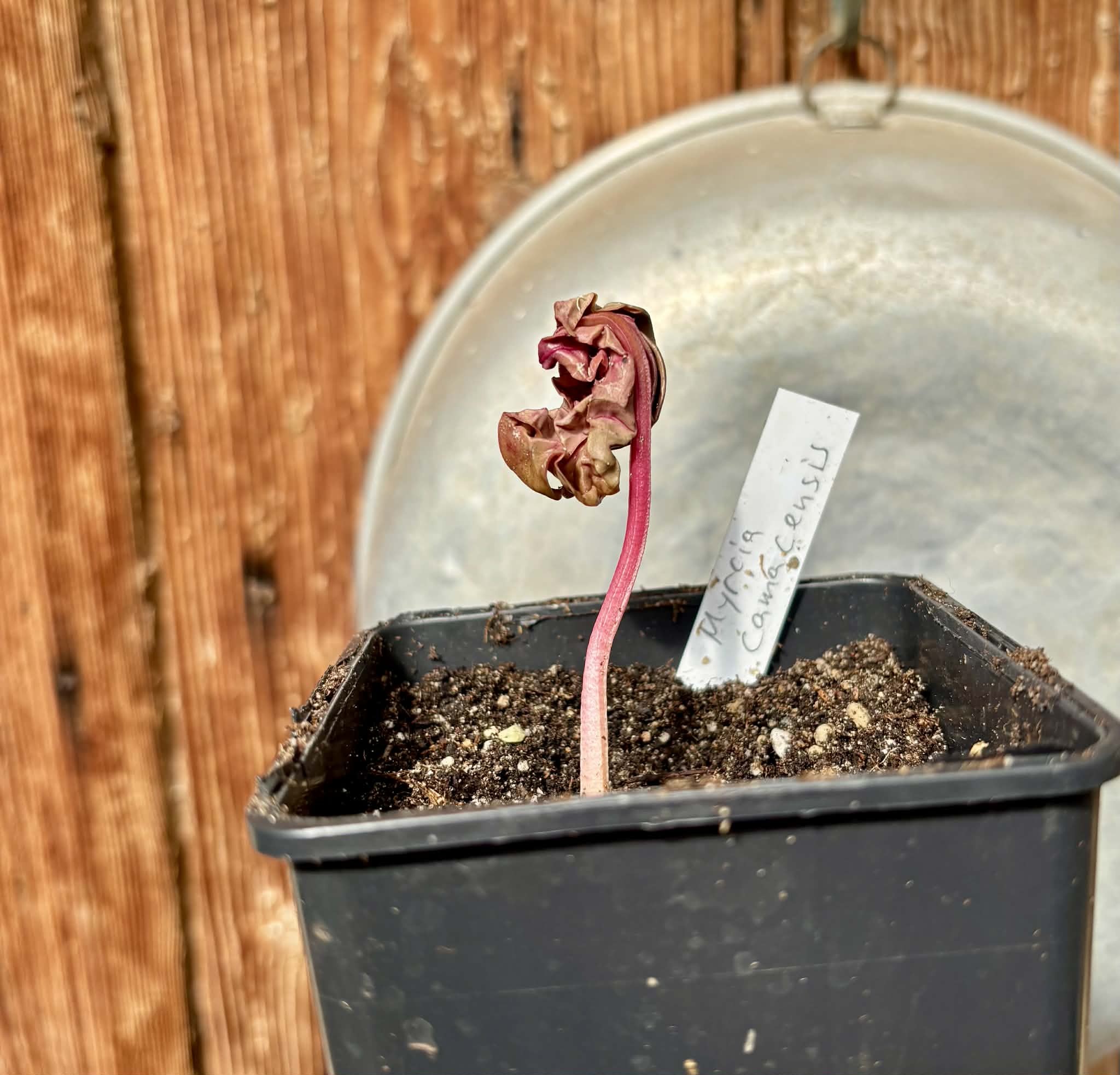 Myrcia sp. Camacaensis - 1 potted plant / 1 getopfte Pflanze