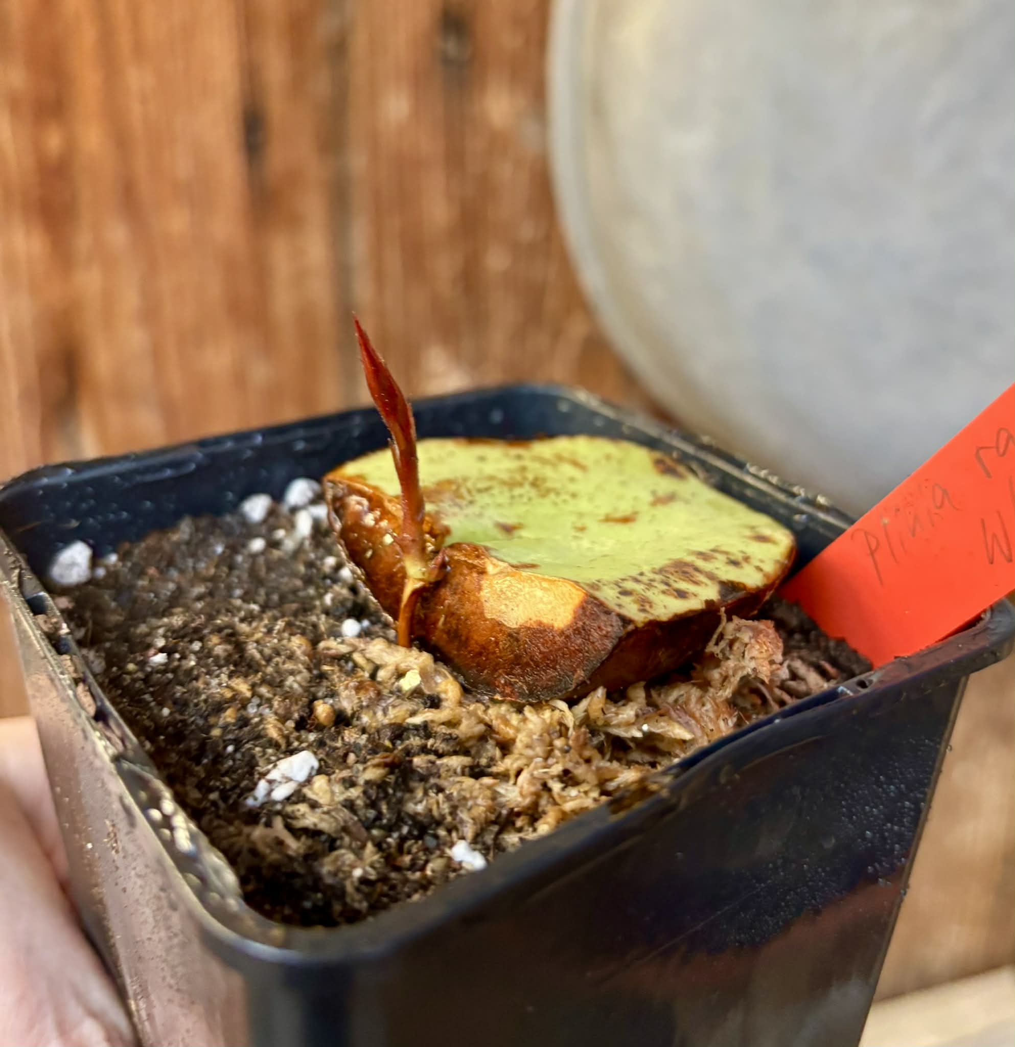 Plinia rara var. WHITE -  1 potted seedling / 1 getopfter Sämling