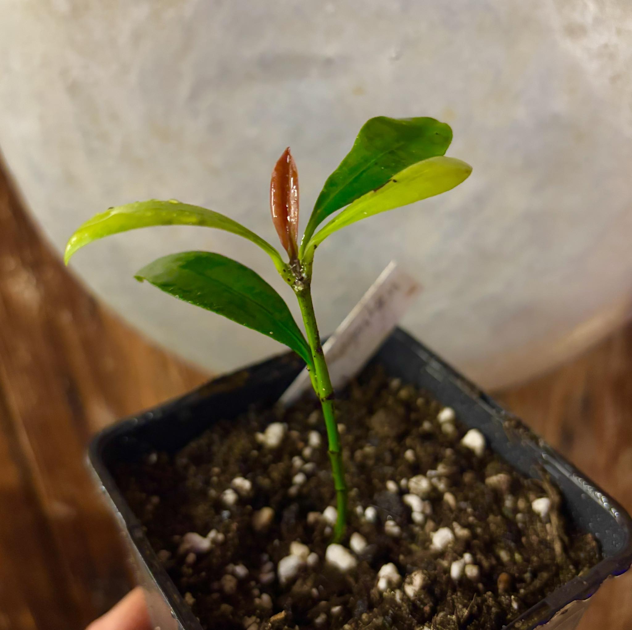 Lemon Drop Mangosteen (Garcinia intermedia) - 1 potted plant / 1 getopfte Pflanze