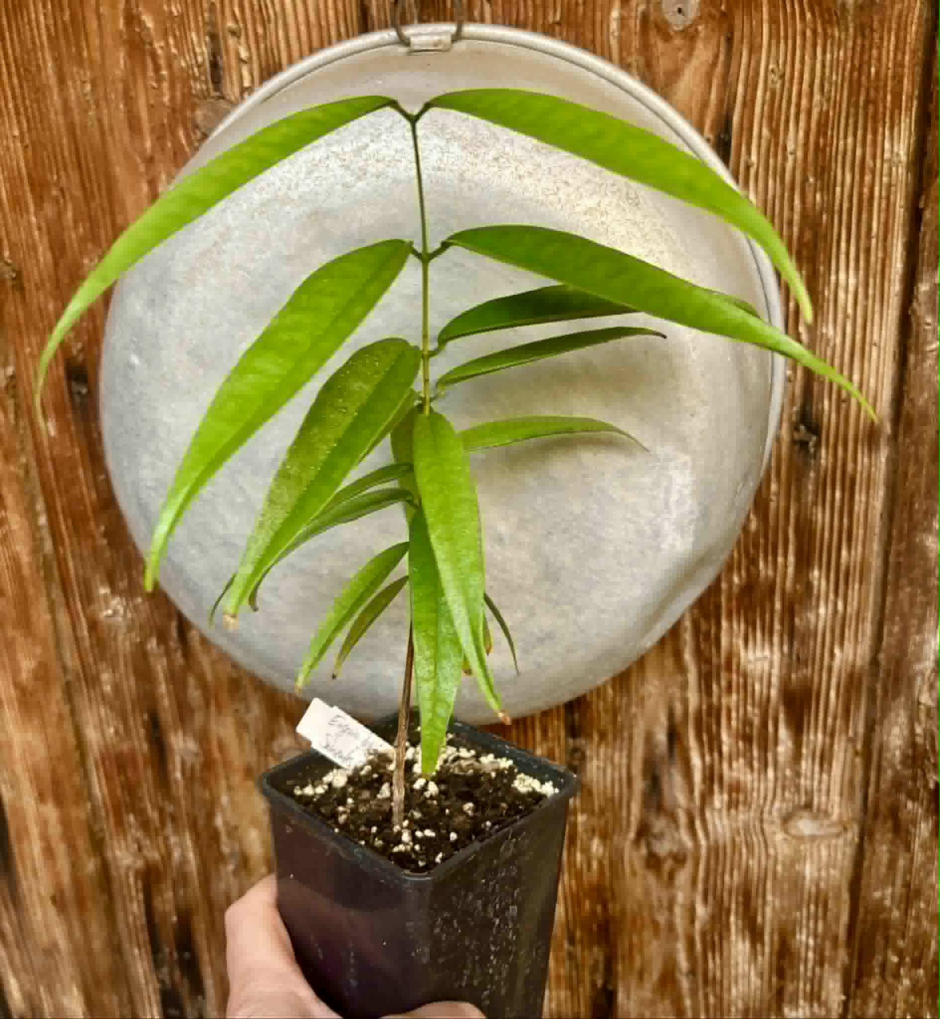 Eugenia bahiensis var. Sementes pintada  - 1 potted plant / 1 getopfte Pflanze