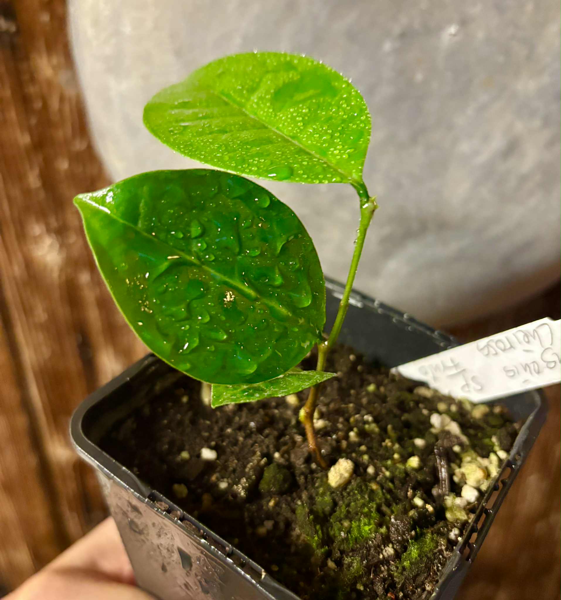 Eugenia sp Cheirosa Fruto Passado - 1 small potted seedling / 1 kleiner, getopfter Sämling