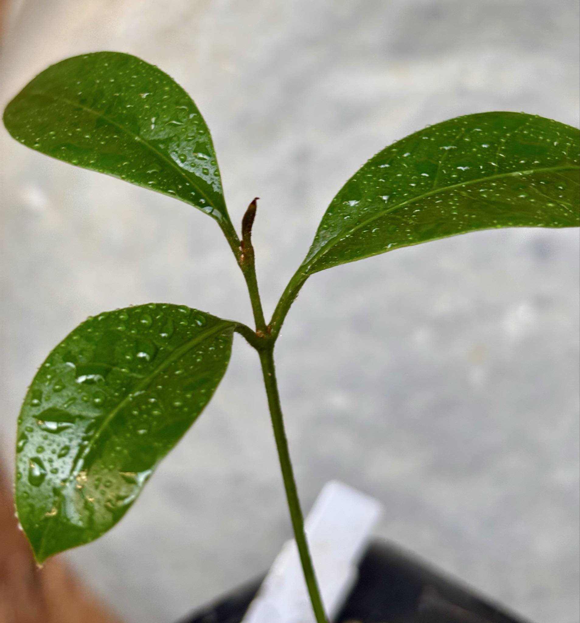 Pouteria aff egregia  -  1 potted seedling / 1 getopfter Sämling