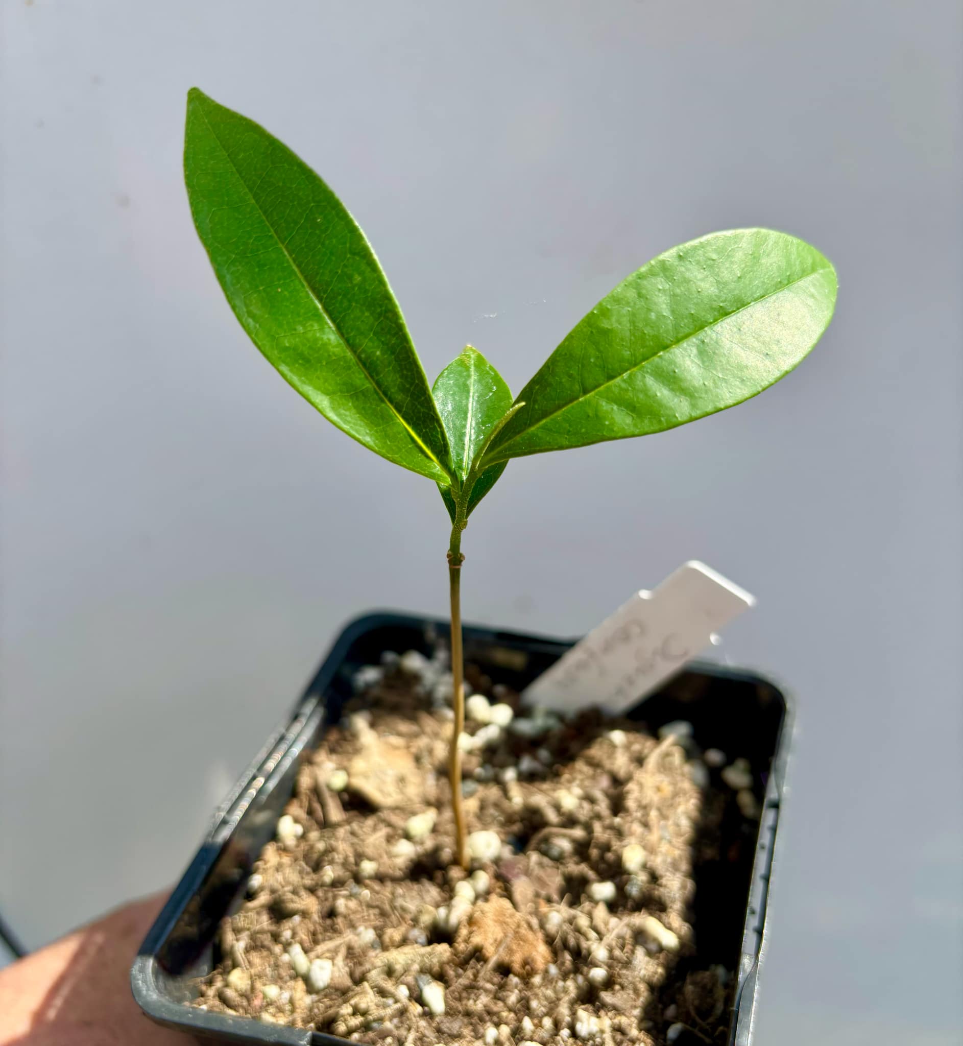 Duguetia confusa - 1 potted plant / 1 getopfte Pflanze 