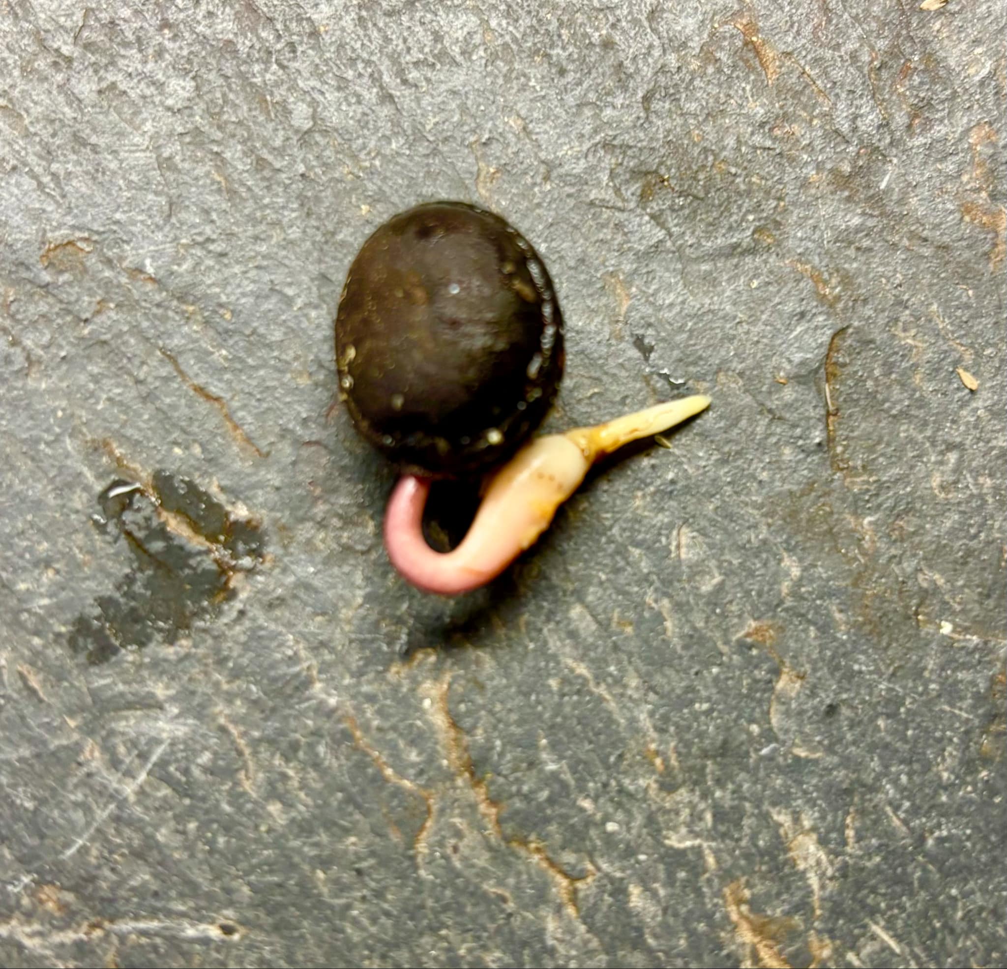 Envira caju (Onychopetalum periquino) -  1 germinated seed / 1 gekeimter Samen