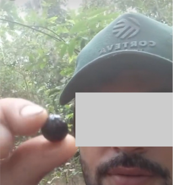 Stylogyne longifolia - 1 germinated seed / 1 gekeimter Samen