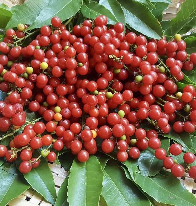 Allophylus edulis - Chal-Chal / Fruta de Pomba - 1 fresh seed / 1 frischer Samen