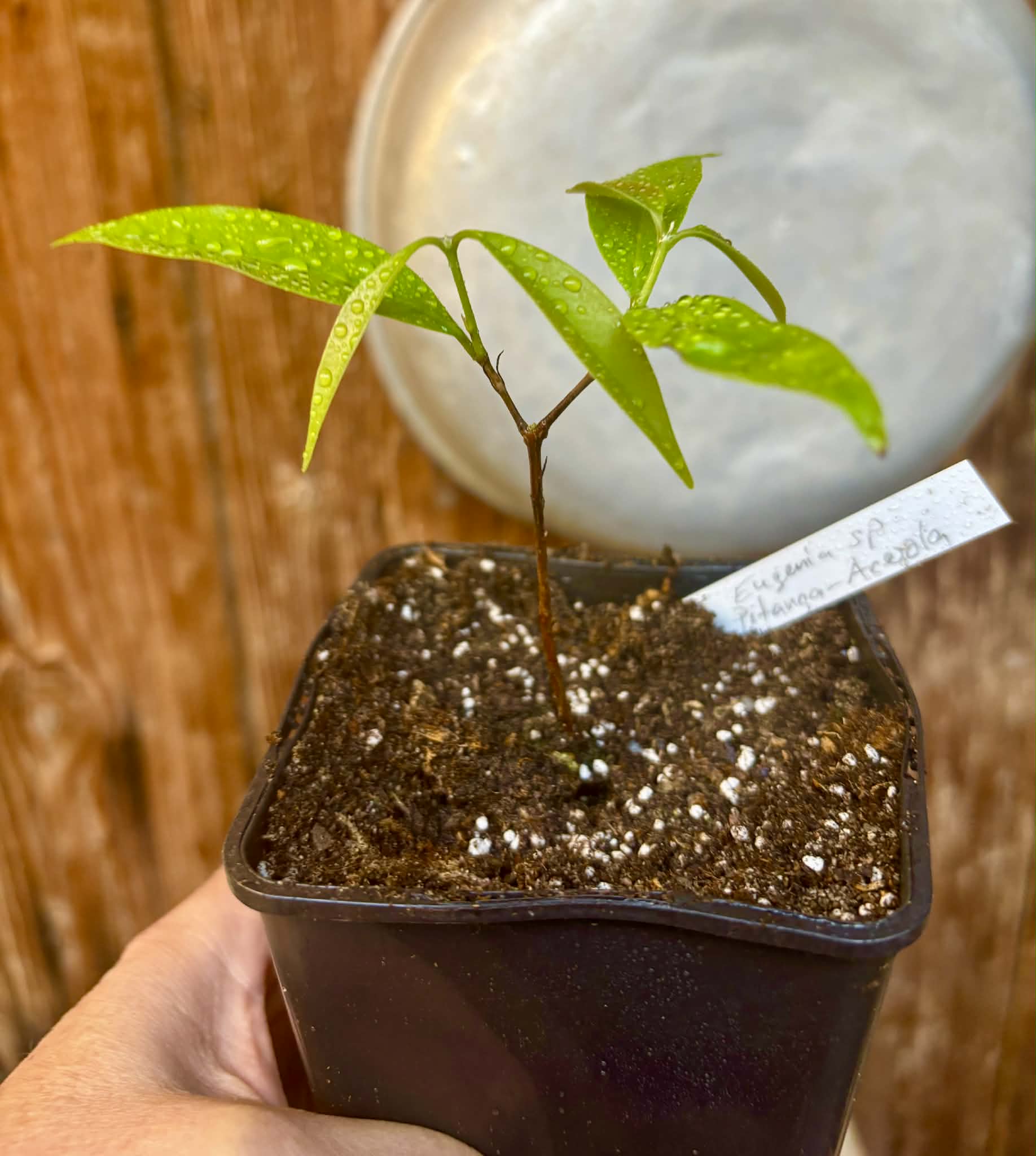 Eugenia sp Pitanga-Acerola - 1 potted seedling / 1 getopfter Sämling