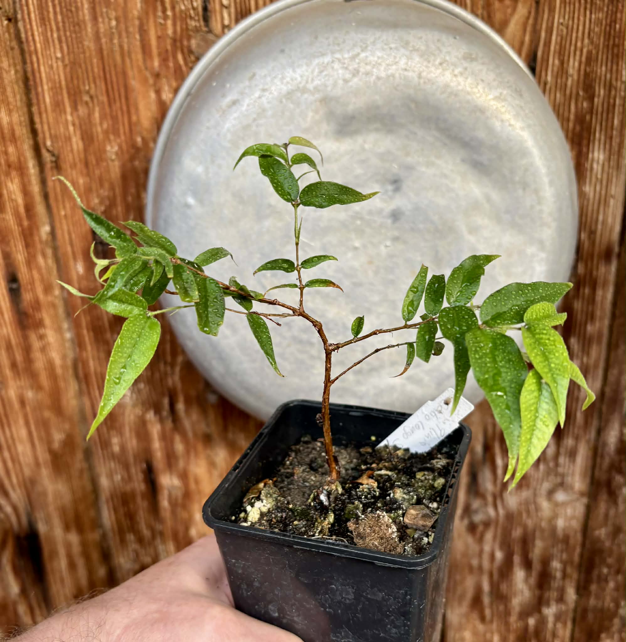 Jaboticaba - Plinia sp Rajada Cabo longo verde -  1 potted seedling / 1 getopfter Sämling