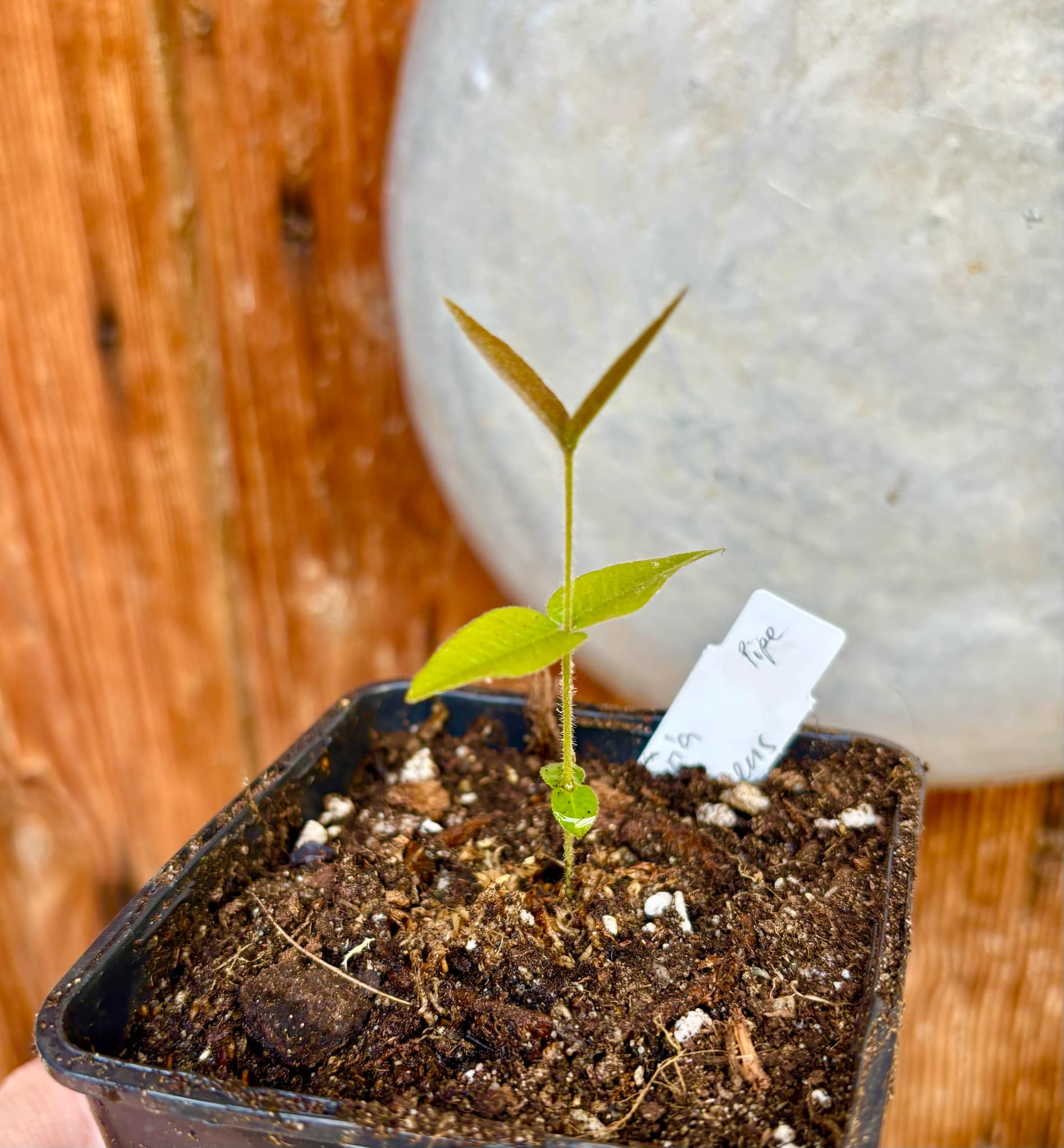 Myrciaria caerulescens (Roxa - Blue Guaquiea) - 1 potted seedling / 1 kleiner, getopfter Sämling
