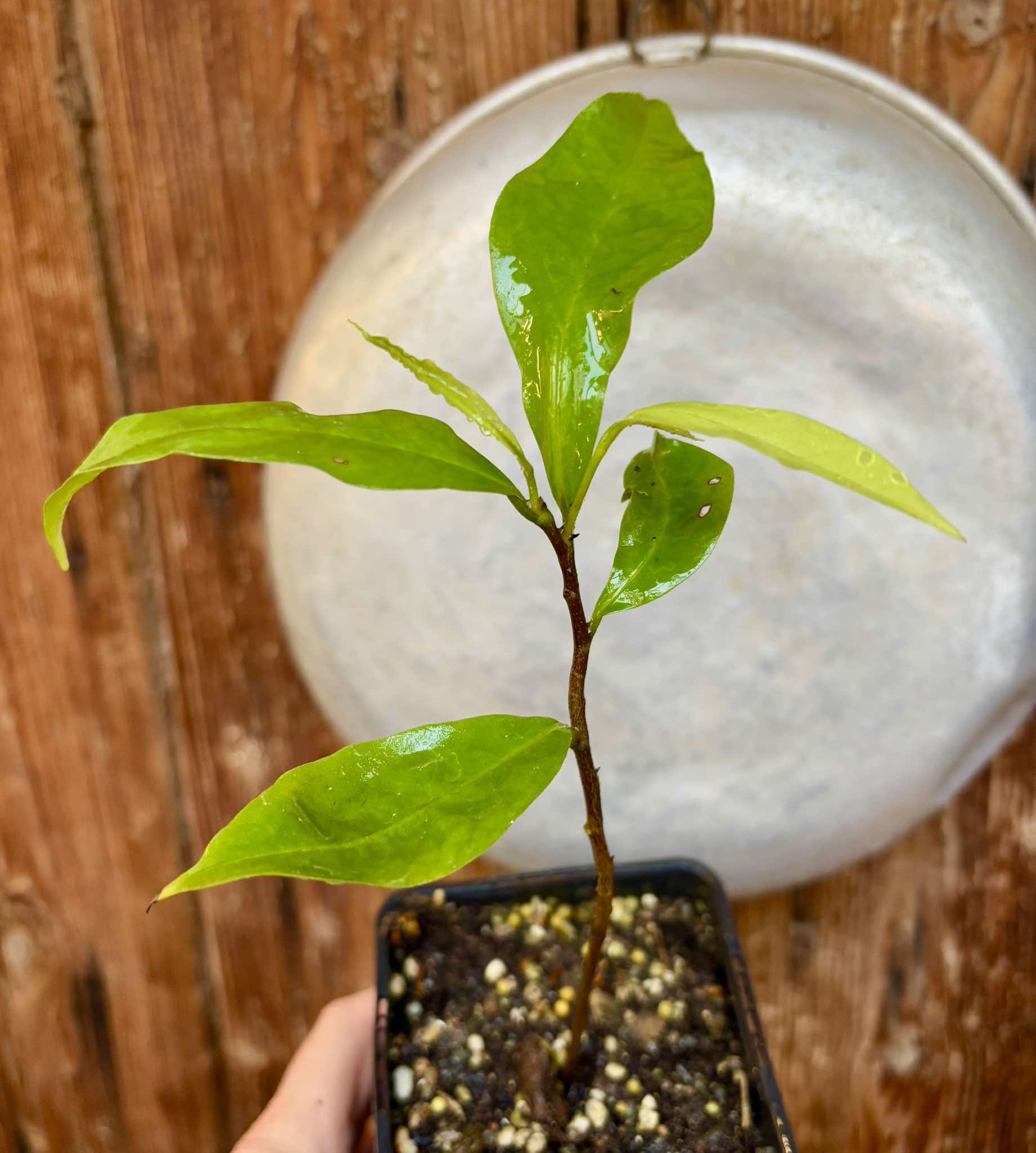 Annona muricata "Giant" - Soursop / Stachelannone  - 1 potted plant / 1 getopfte Pflanze