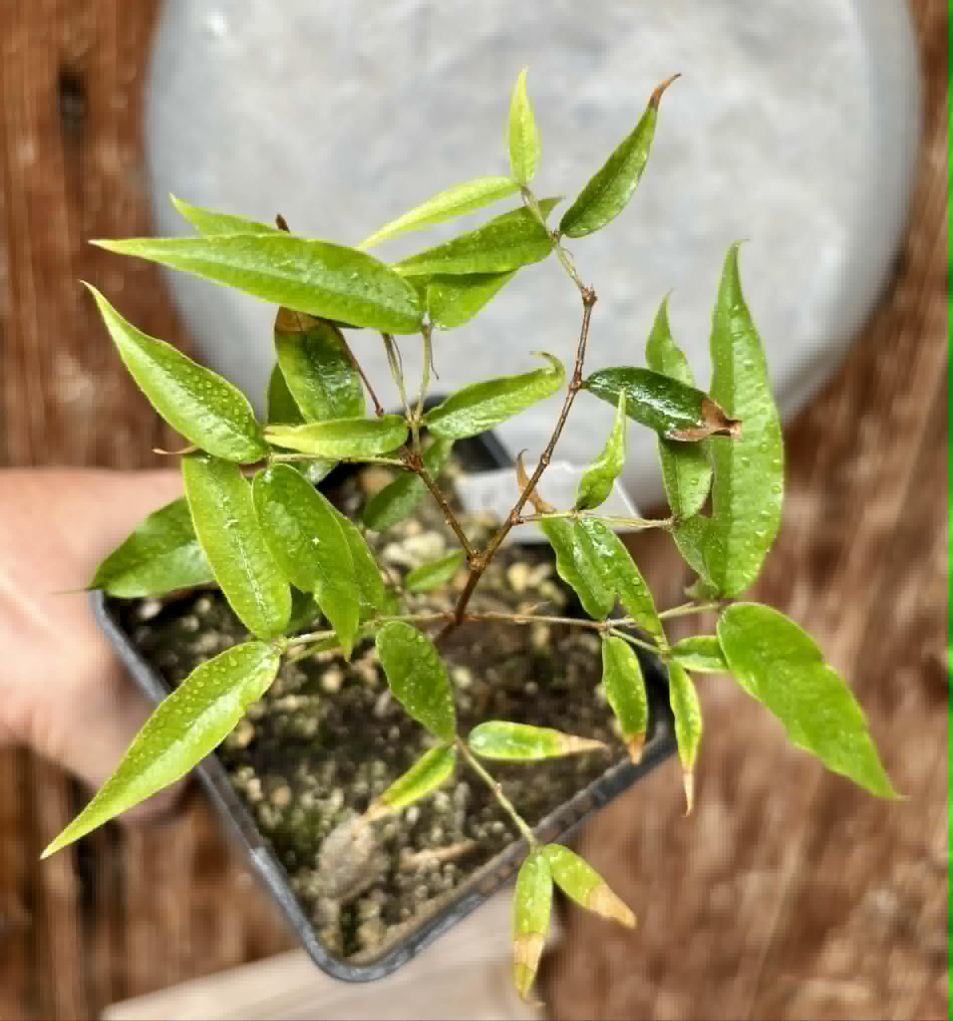 Plinia sp Cabo longo Sao Joao -  1 potted seedling / 1  getopfter Sämling