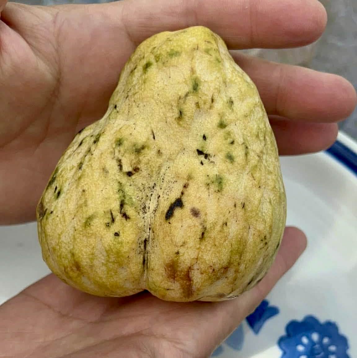 Annona reticulata var Orange- 2 fresh seeds / 2 frische Samen