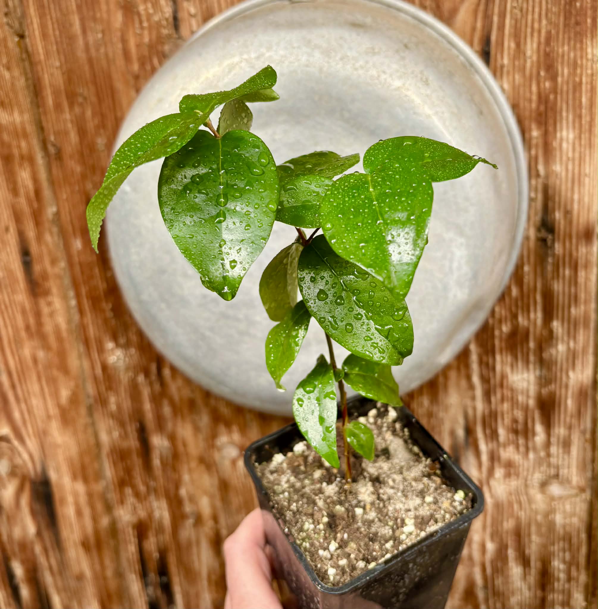Eugenia uniflora var. Gigante Pitangao  - 1 potted seedling / 1 getopfter Sämling