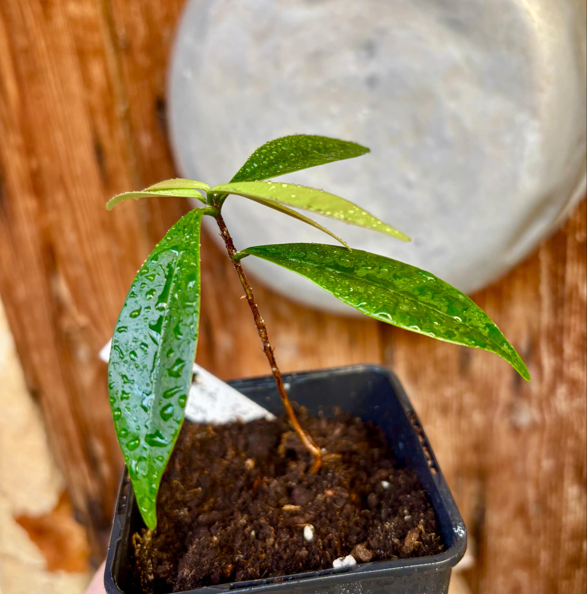 Eugenia sp Batinga Verdadeira -  1 potted plant / 1 getopfte Pflanze