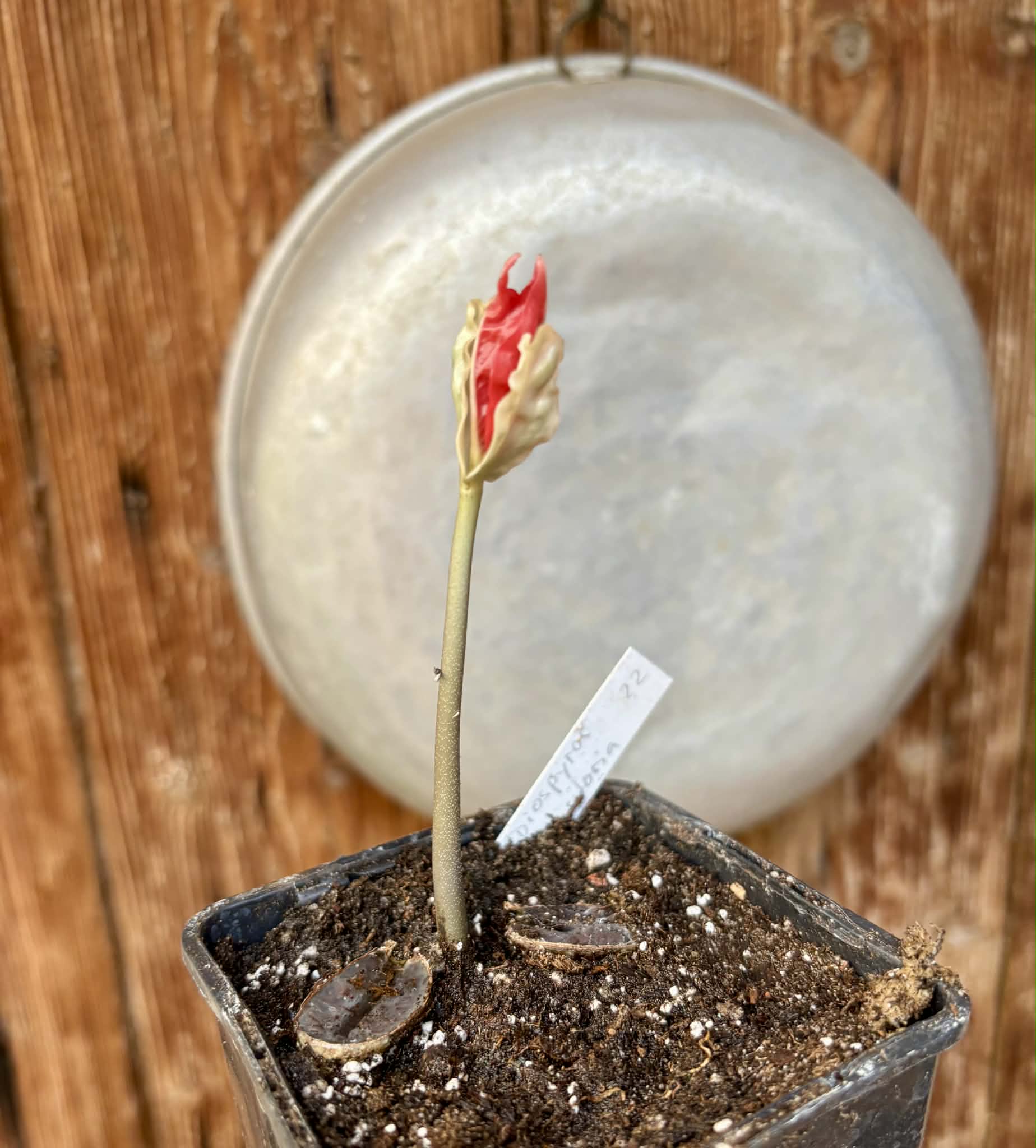 Diospyros transitoria - 1 potted seedling / 1 getopfter Sämling