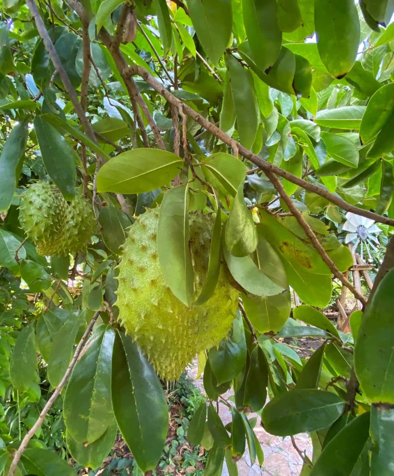 Annona muricata - Soursop / Stachelannone - 1 potted seedling / 1 getopfter Sämling