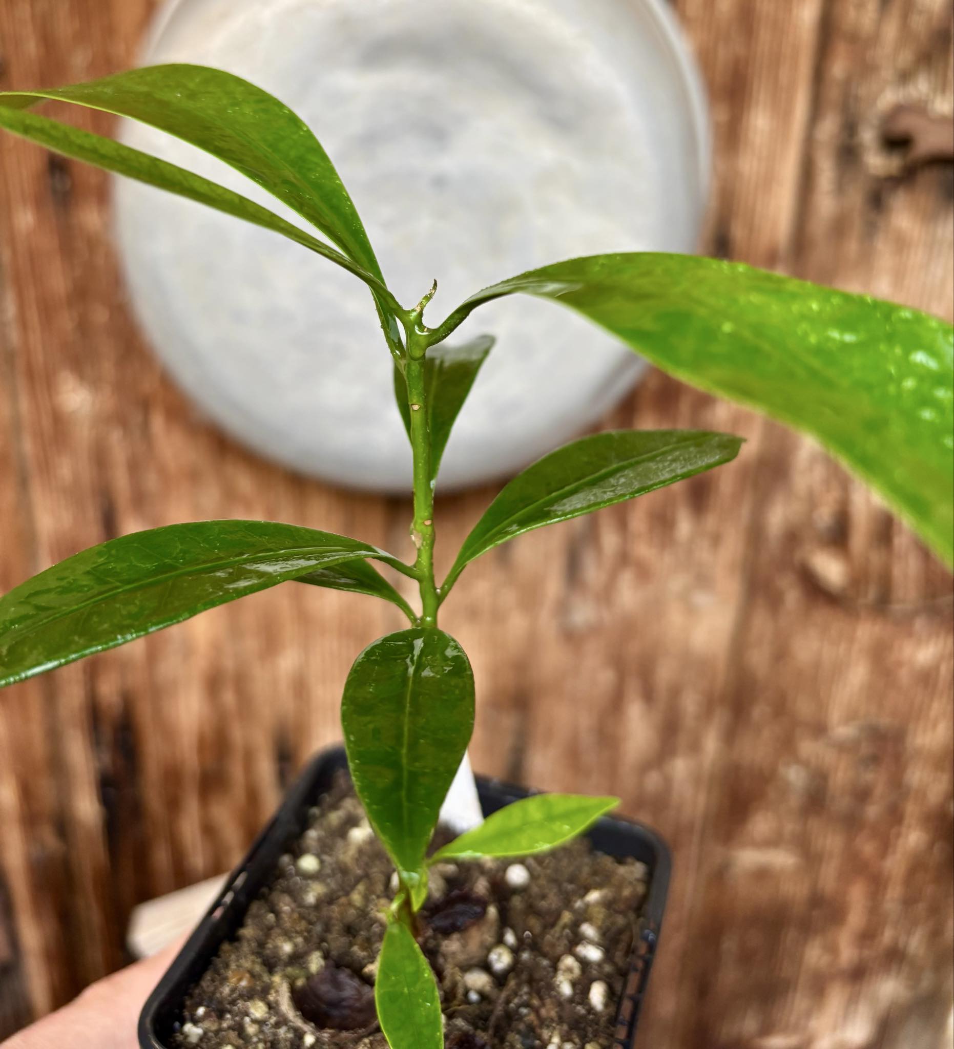 Pouteria macahensis - 1 potted seedling / 1 getopfter Sämling
