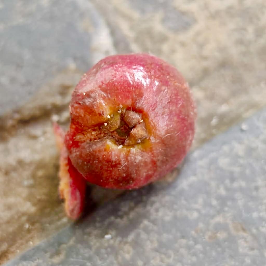 Eugenia sp Vinacea -  1 potted seedling / 1 getopfter Sämling