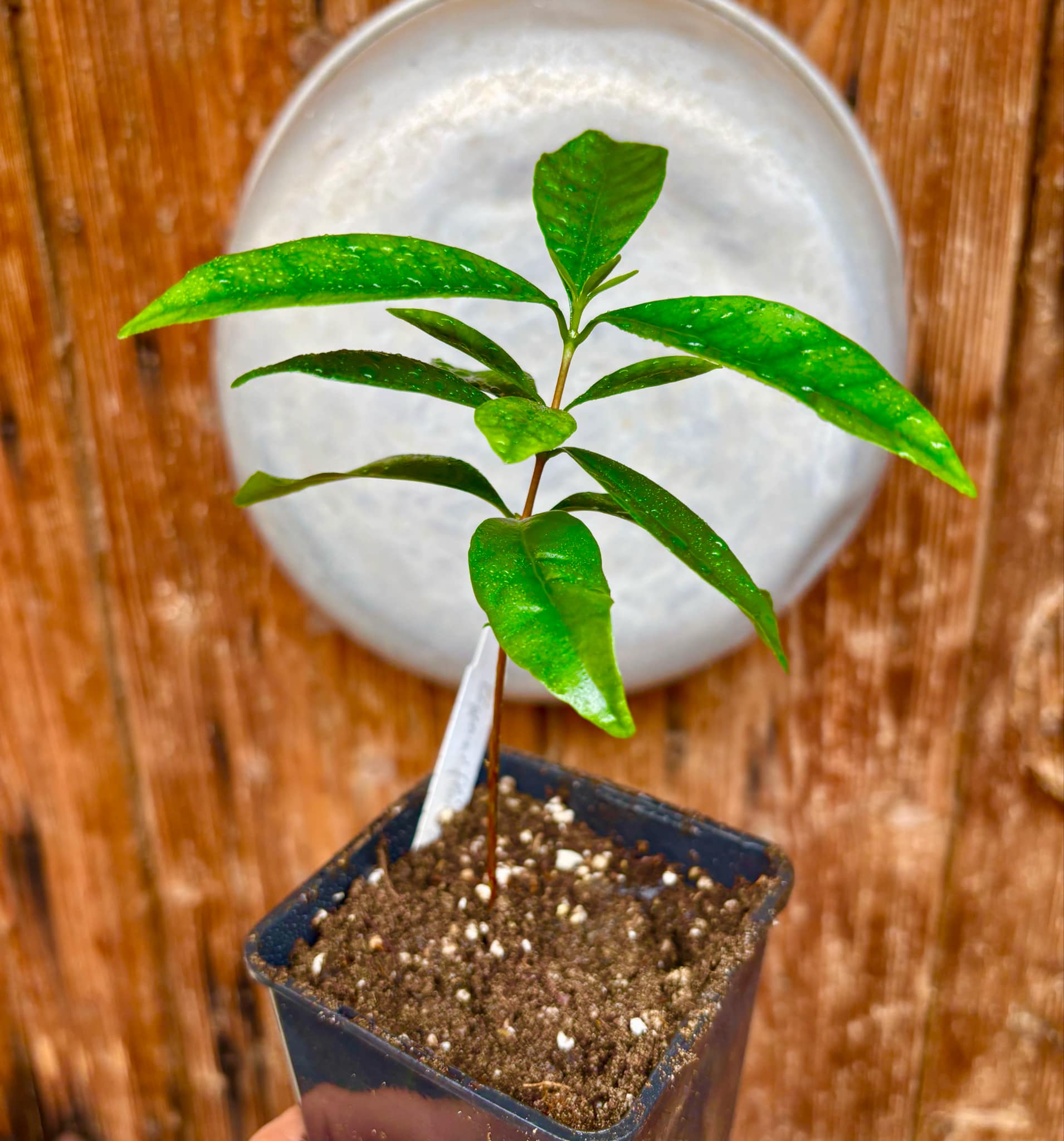 Eugenia flamingensis - 1 small potted seedling / 1 kleiner, getopfter Sämling
