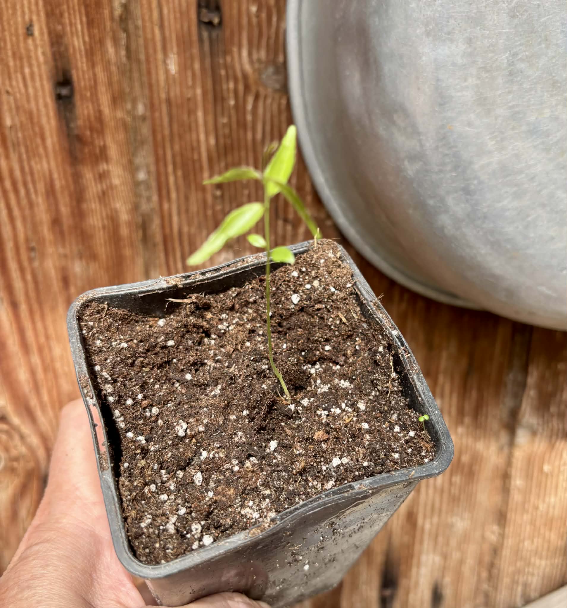 Rainforest Plum (Eugenia candolleana) - 1 potted seedling / 1 getopfter Sämling