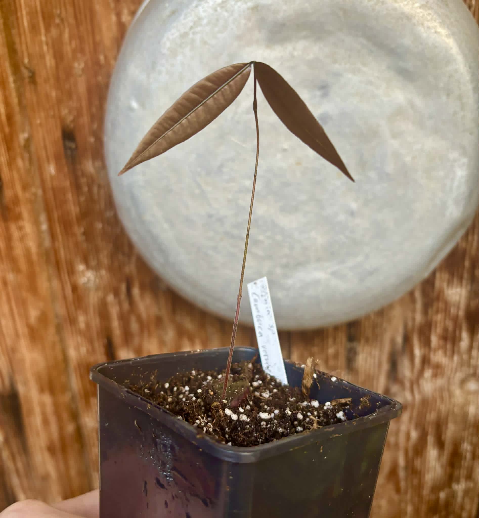 Plinia sp Cambuca vermelha -  1 potted seedling / 1 getopfter Sämling