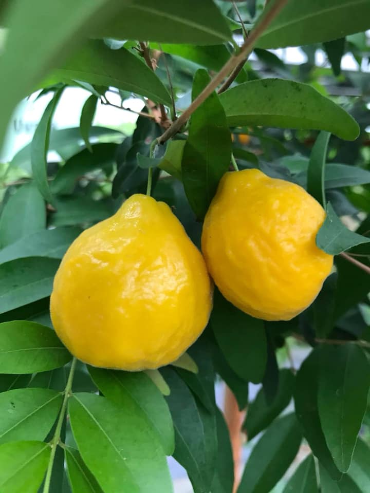 three years old - Uvaia - Eugenia pyriformis -  1 potted plant / 1 getopfte Pflanze