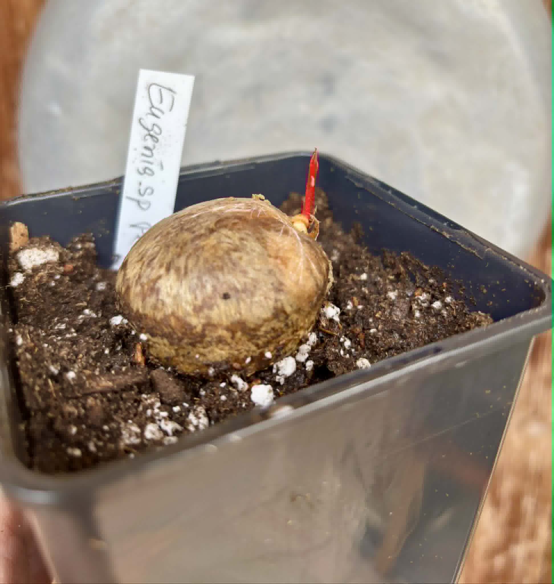 Eugenia sp Plinioides -  1 potted seedling / 1 getopfter Sämling