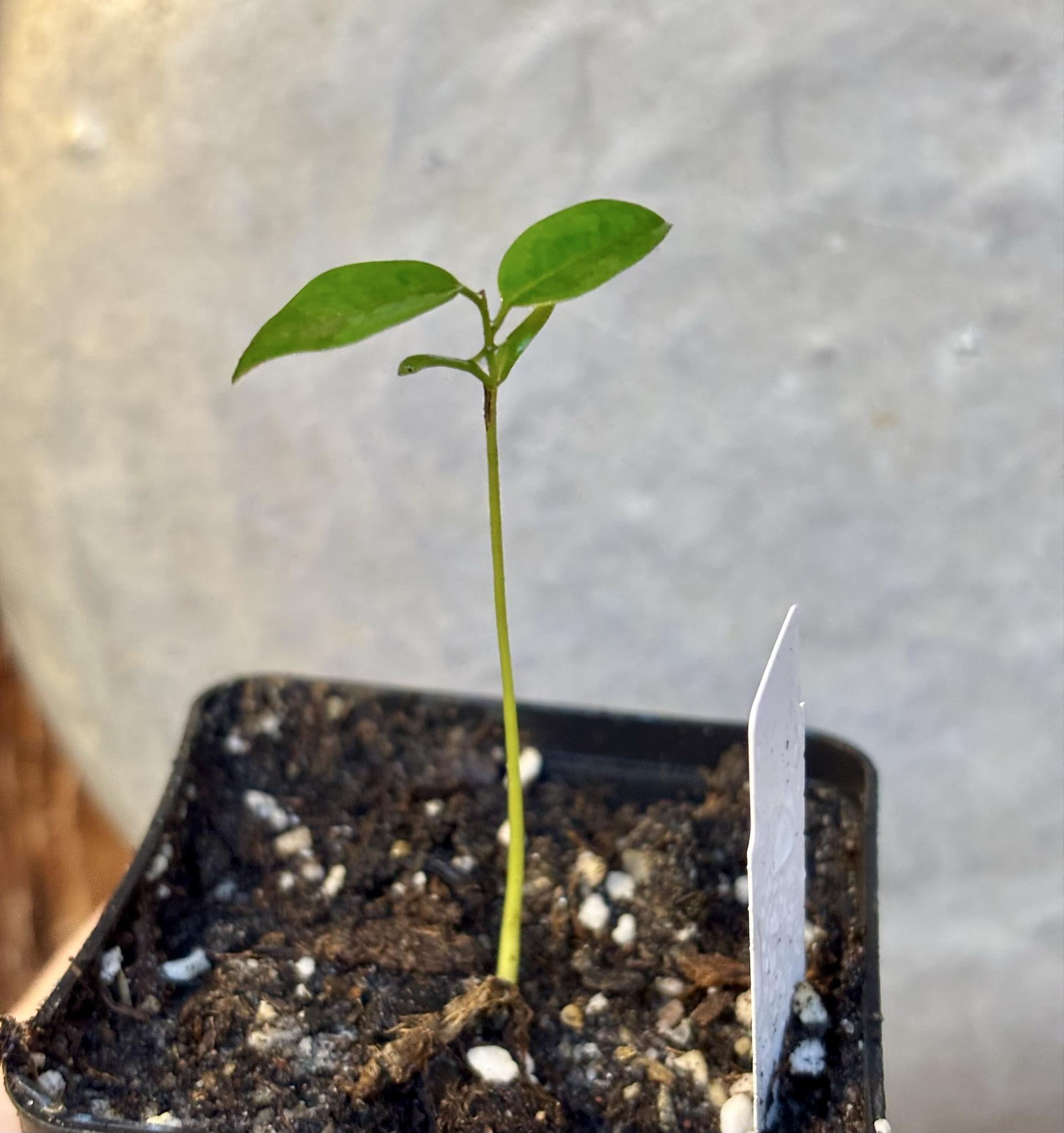 Xylopia ochrantha - 1 small potted seedling / 1 kleiner, getopfter Sämling Xylopia ochrantha - 1 small potted seedling / 1 kleiner, getopfter Sämling