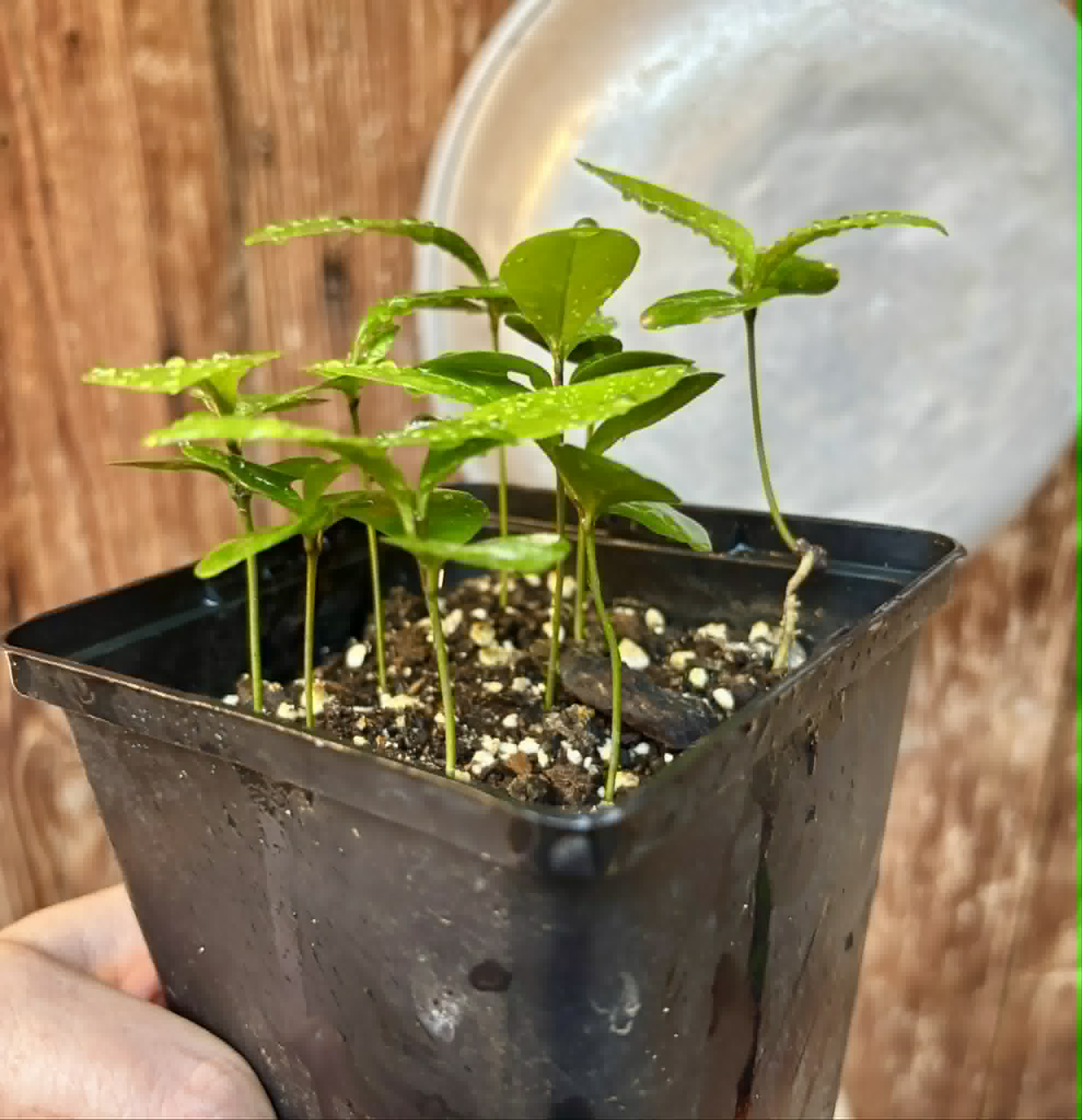 9 in 1 pot - Glycosmis pentaphylla - Orangeberry -  9 potted seedlings in one pot / 9 getopfte Sämlinge in einem Topf