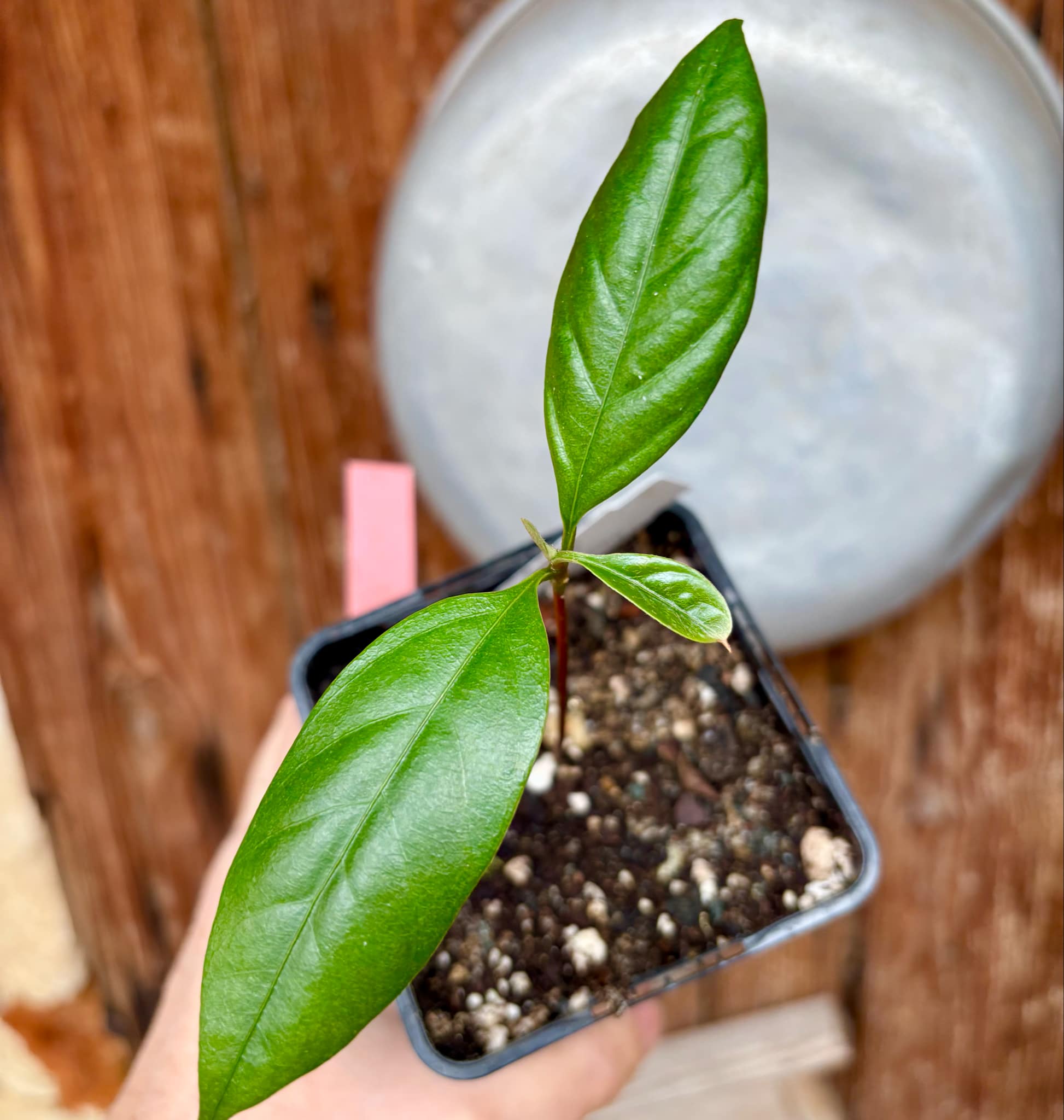 Pradosia sp Nova Cacau de Macaco  -  1 small potted seedling / 1 kleiner, getopfter Sämling