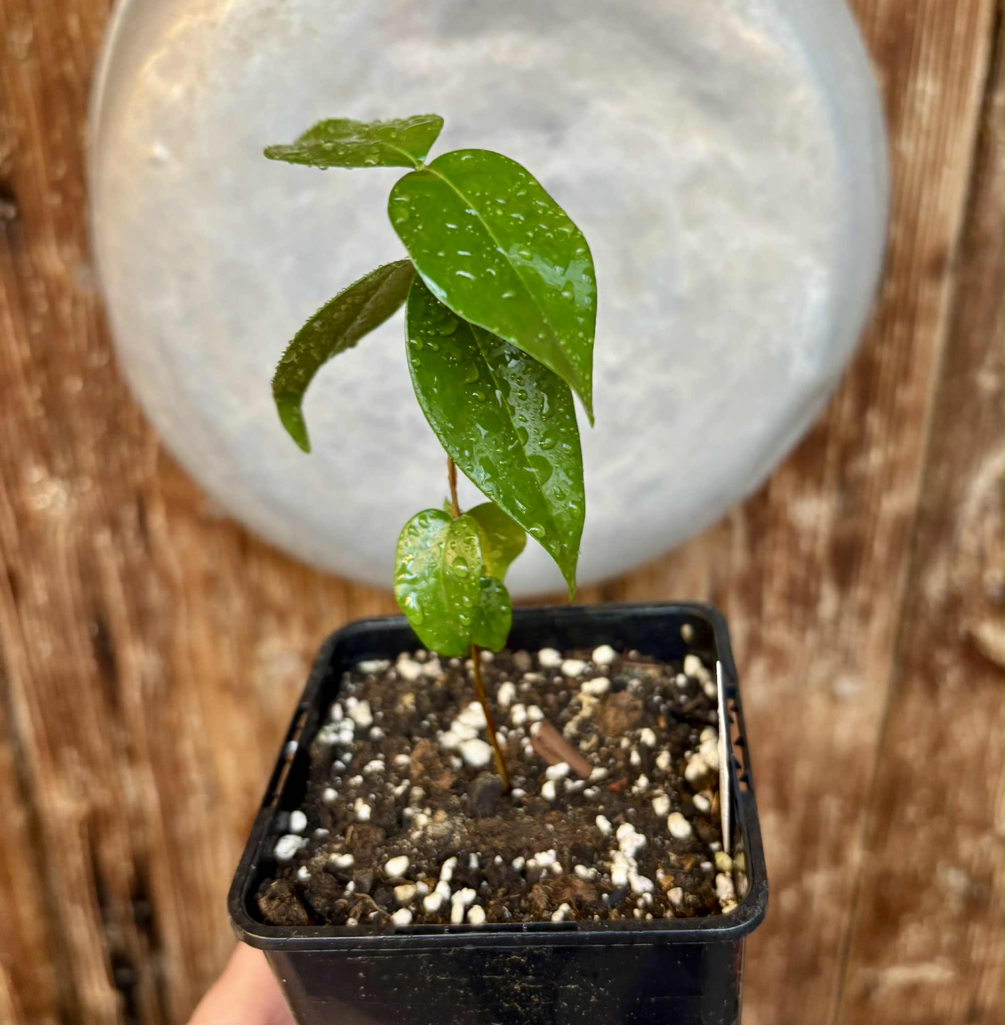 Eugenia uniflora var. Gigante Pitangao  - 1 potted seedling / 1 getopfter Sämling