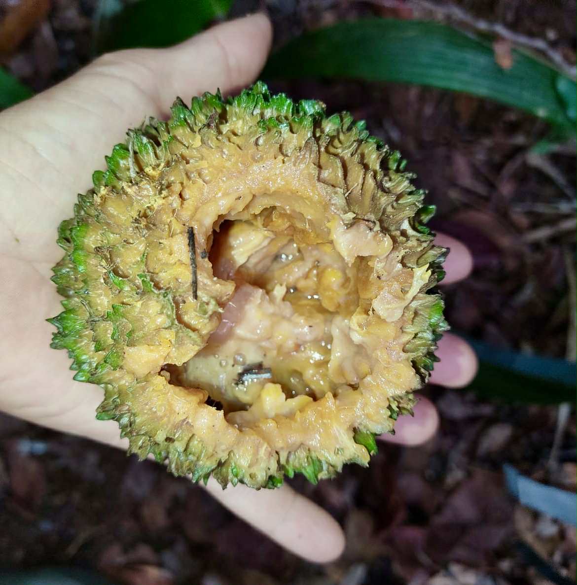Cordiera sp Jenipapo - 1 germinated seed / 1 gekeimter Samen