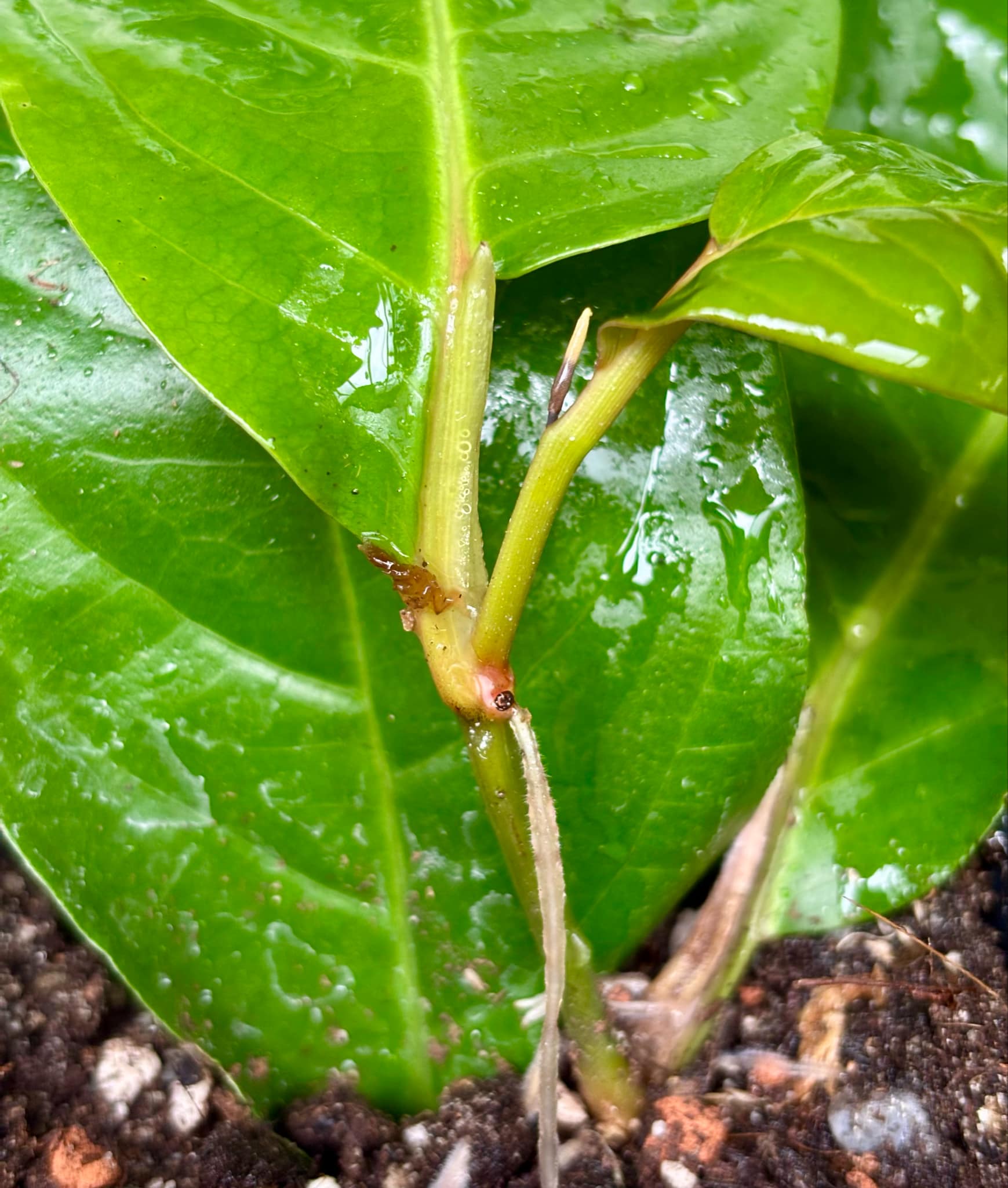 rooted cutting - Long Pepper  (Piper longum) - 1 potted plant / 1 getopfte Pflanze