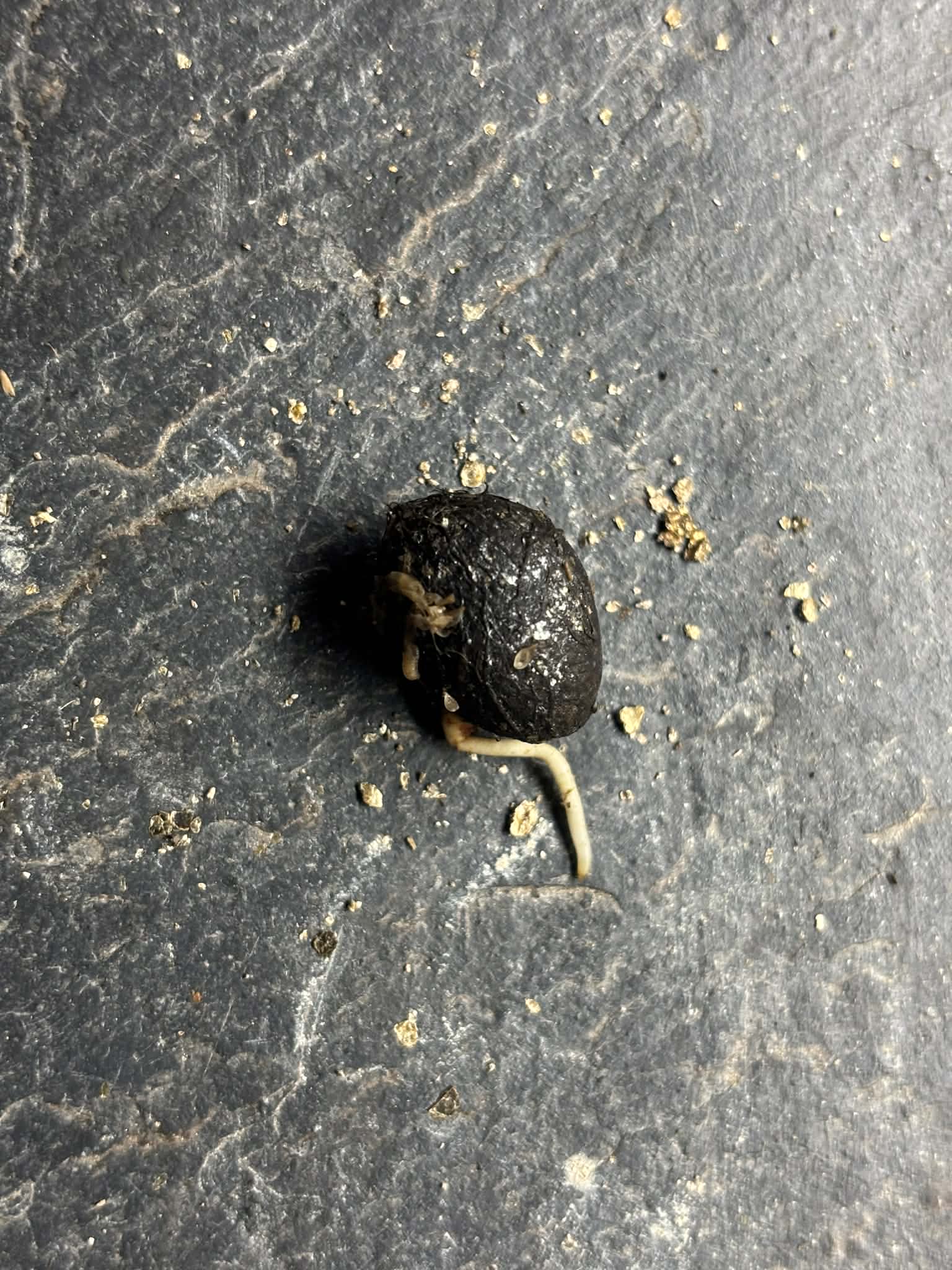 Eugenia sp amarela de Rondonia - 1 germinated seed / 1 gekeimter Samen