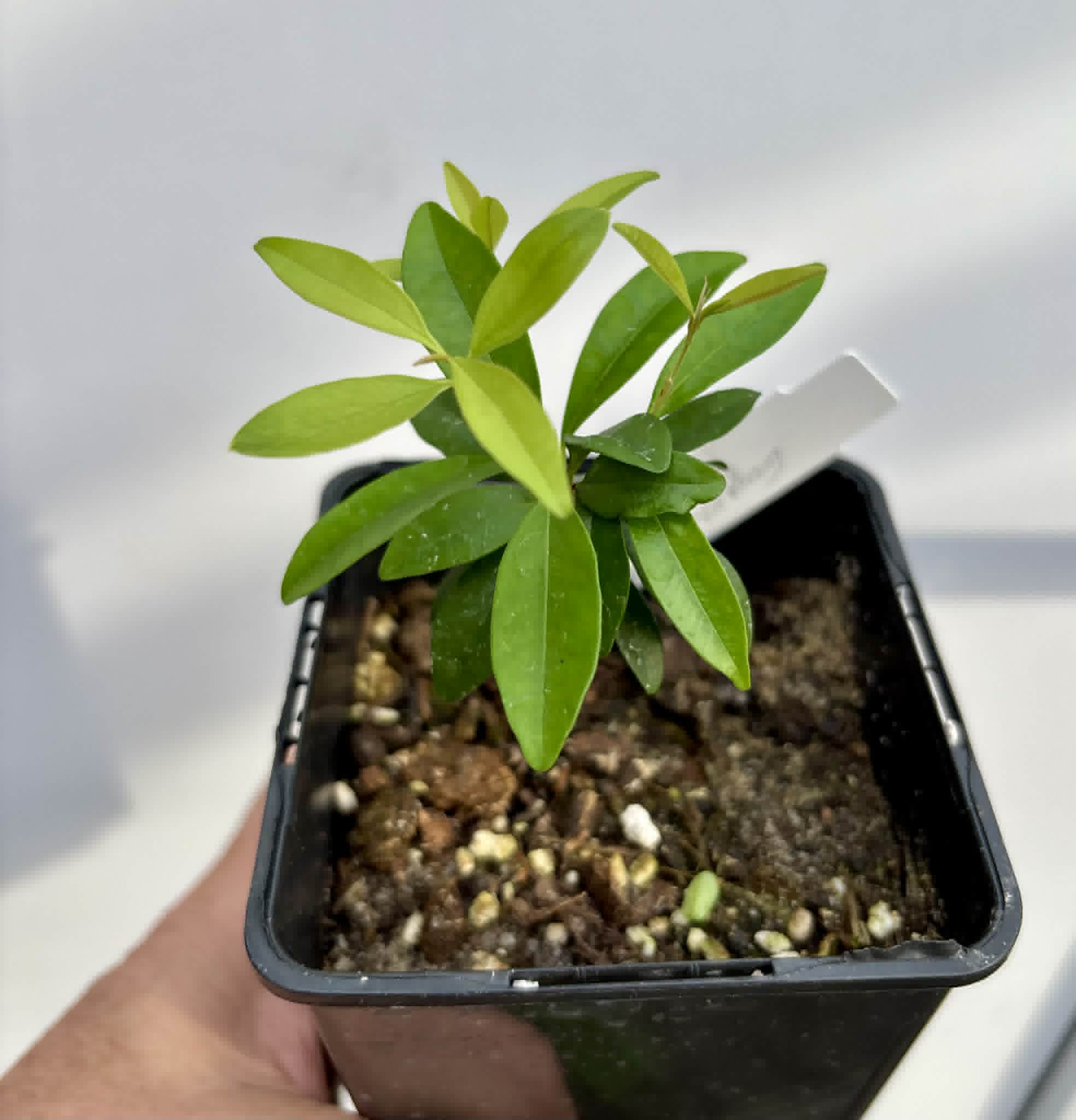 Eugenia sp Nova Rio Guari - 1 potted seedling / 1 getopfter Sämling