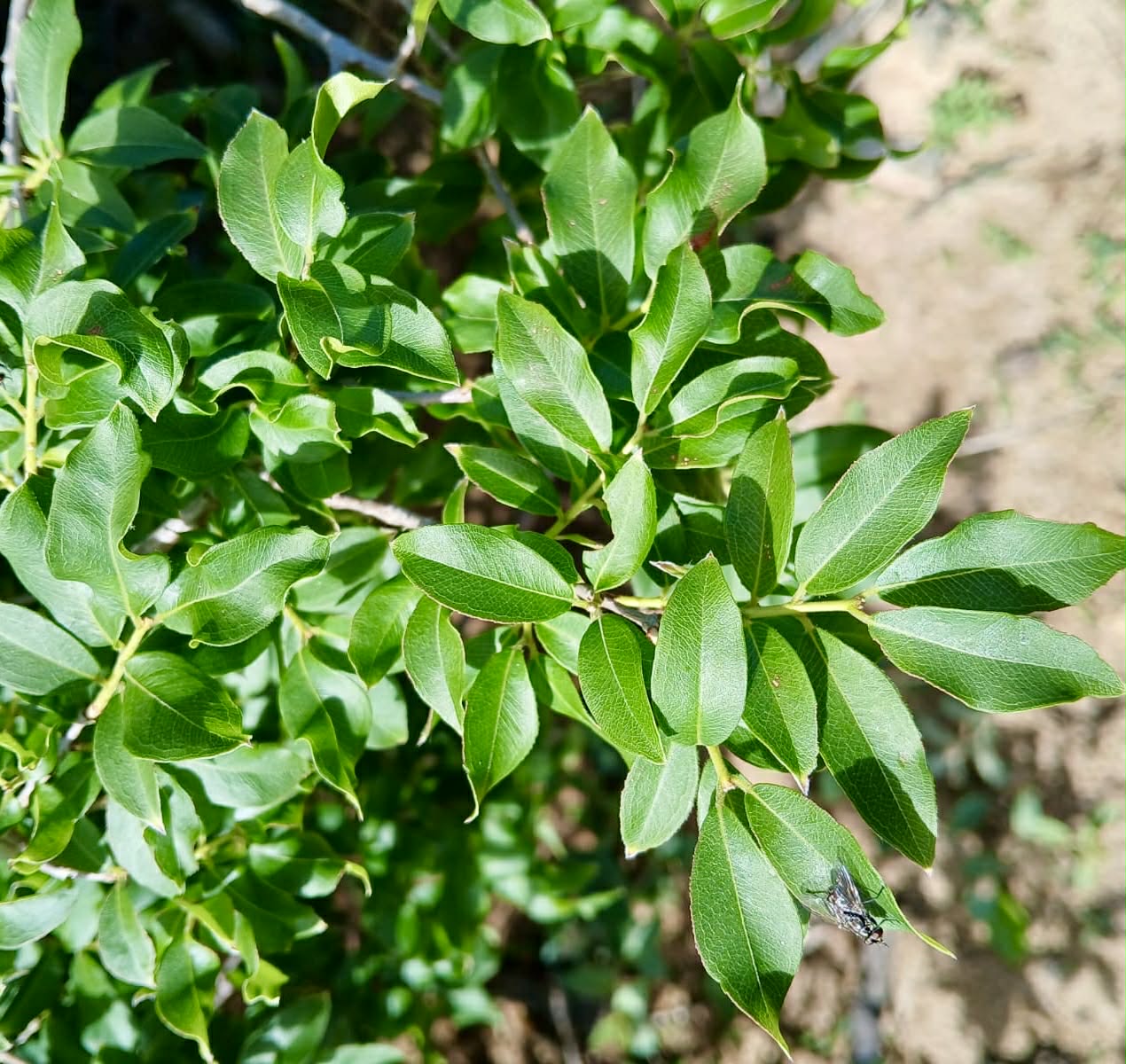 Plinia sp Lagoa black -  1 potted plant / 1 getopfte Pflanze