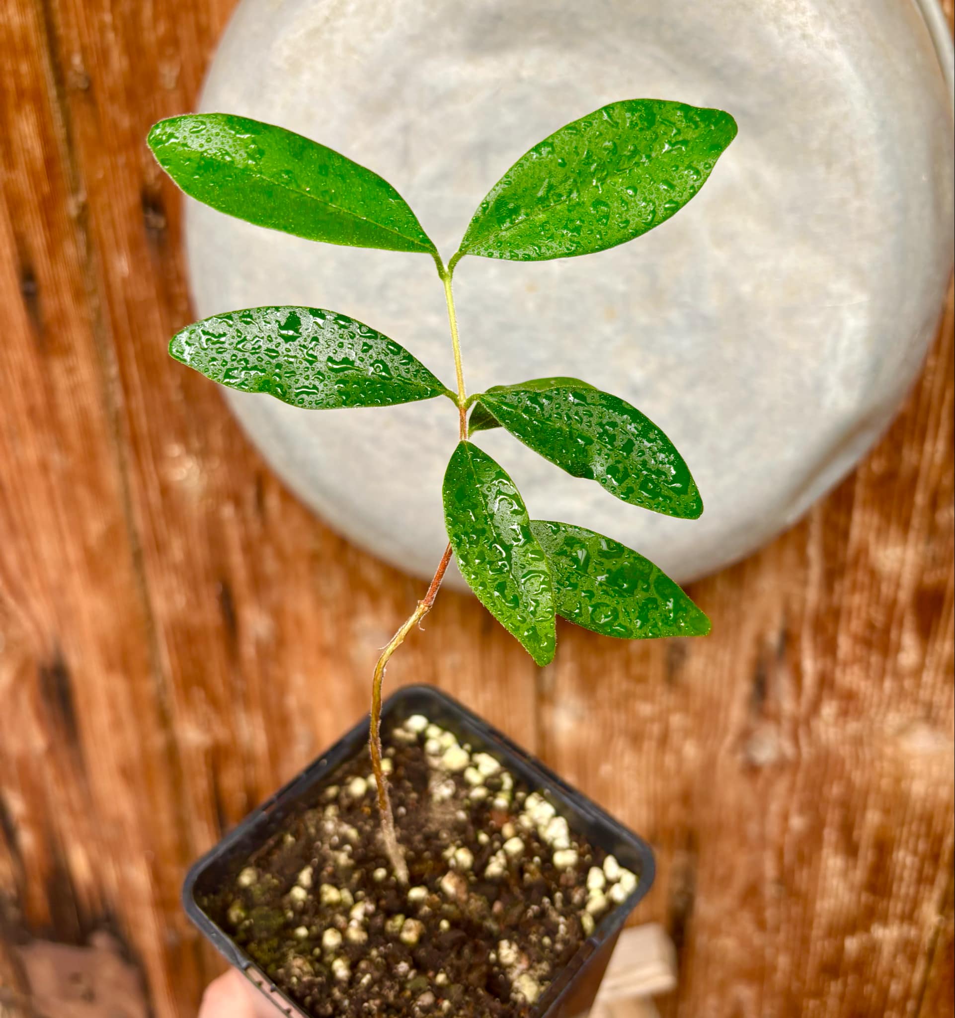 Eugenia caipora BIG - 1 potted plant / 1 getopfte Pflanze Eugenia caipora BIG - 1 potted plant / 1 getopfte Pflanze