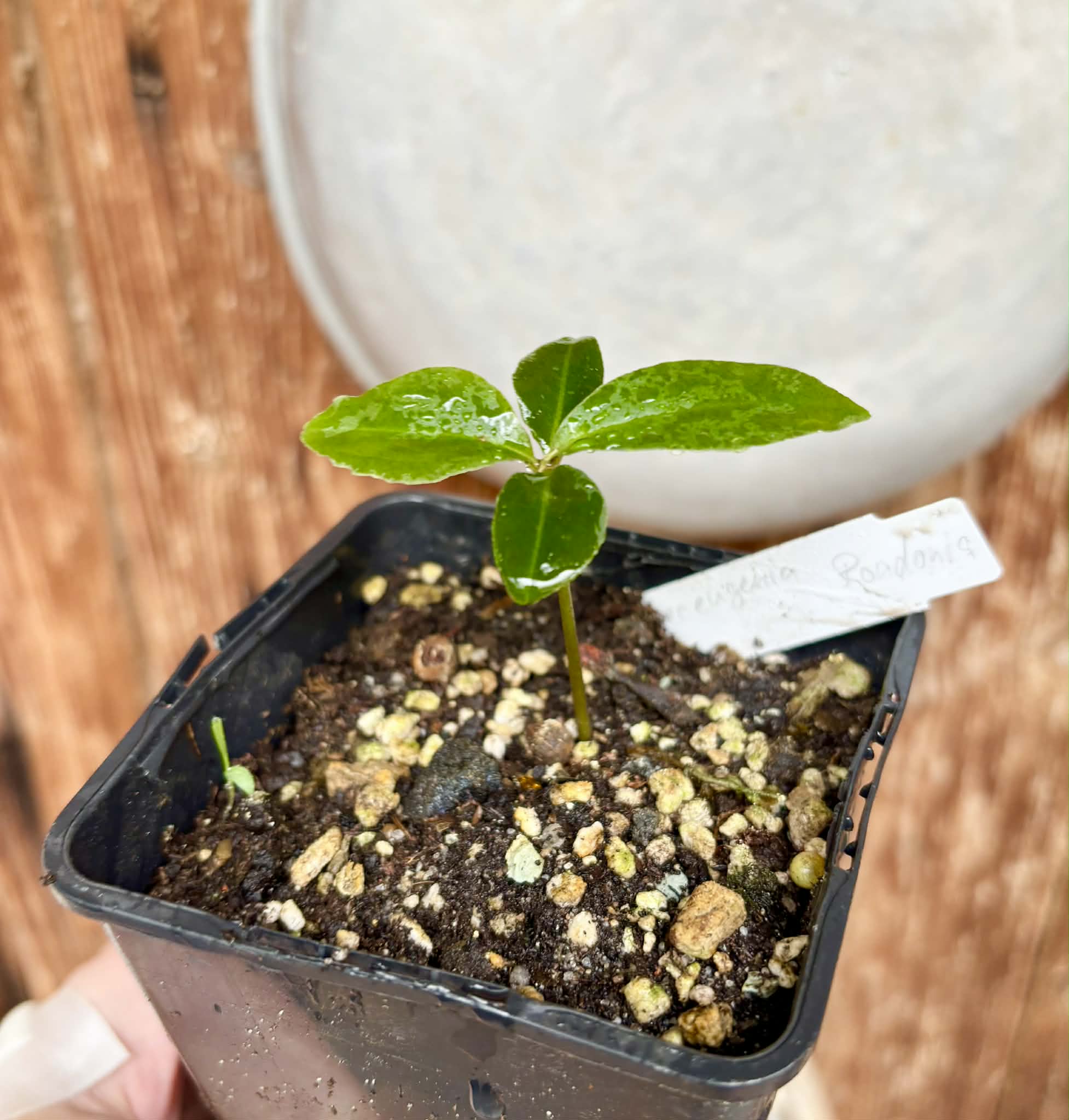 only 1 available - Eugenia sp Azul de Rondonia - 1 potted plant / 1 getopfte Pflanze